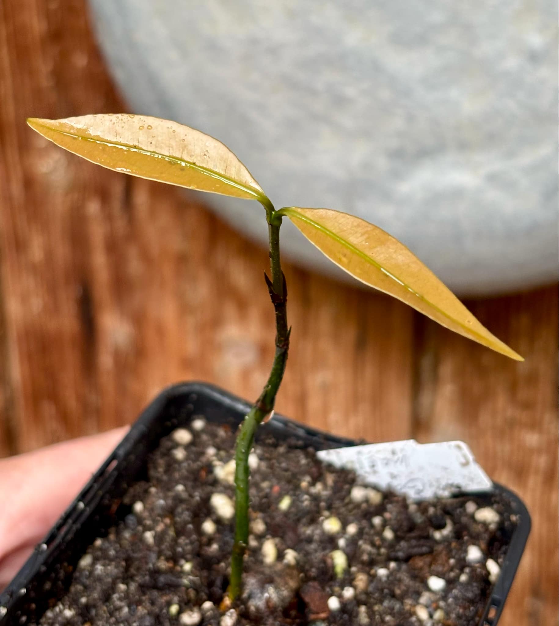 Garcinia macrophylla - 1 potted seedling / 1 getopfter Sämling