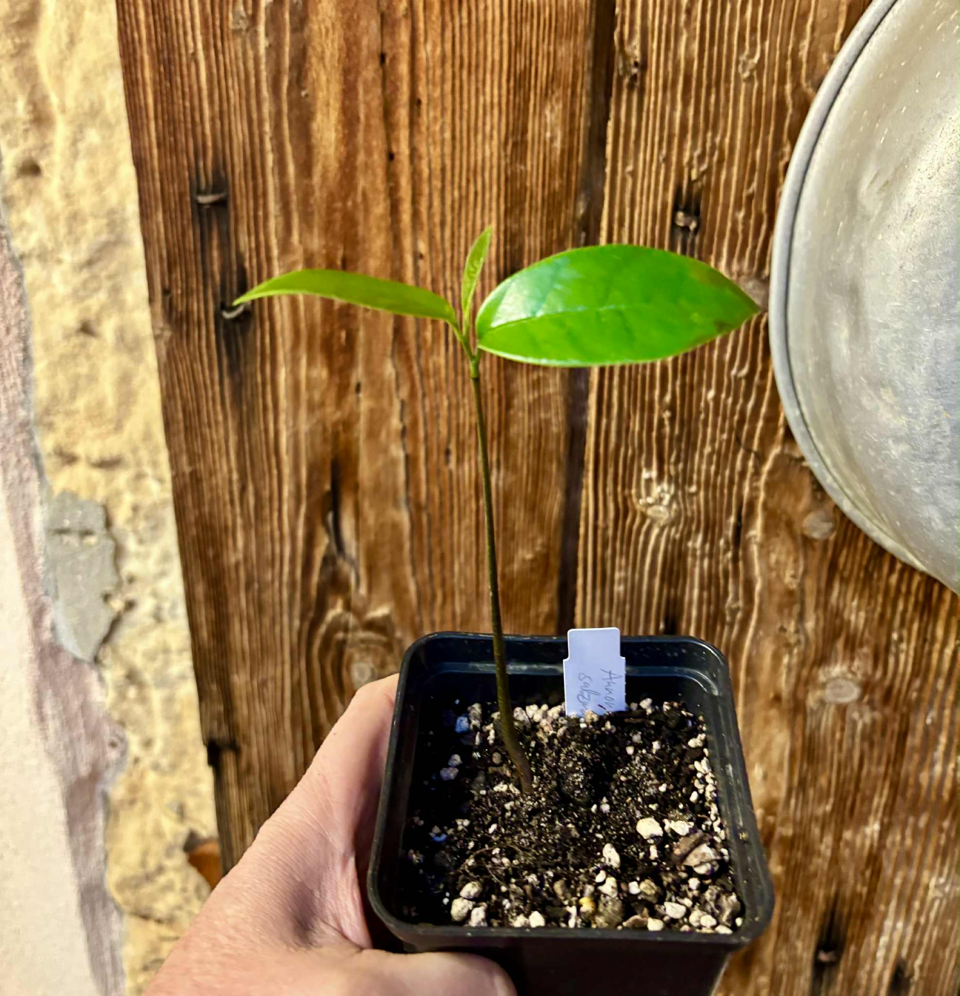 Annona salzmannii - 1 potted seedling / 1 getopfter Sämling