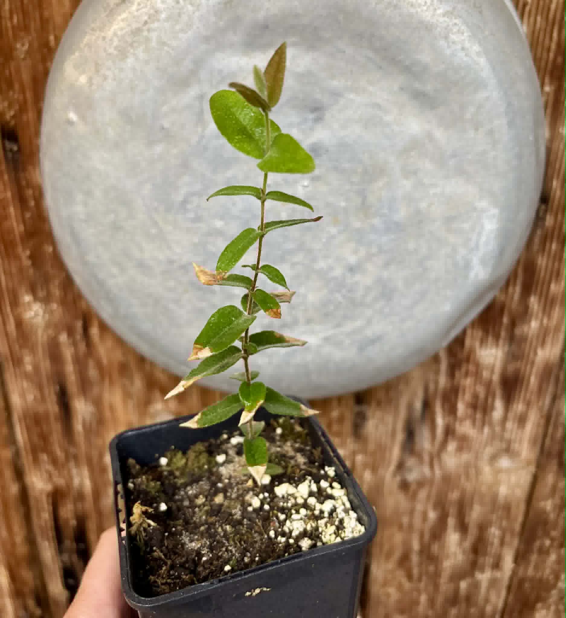 Myrciaria caerulescens (Roxa - Blue Guaquiea) - 1 potted seedling / 1 getopfter Sämling