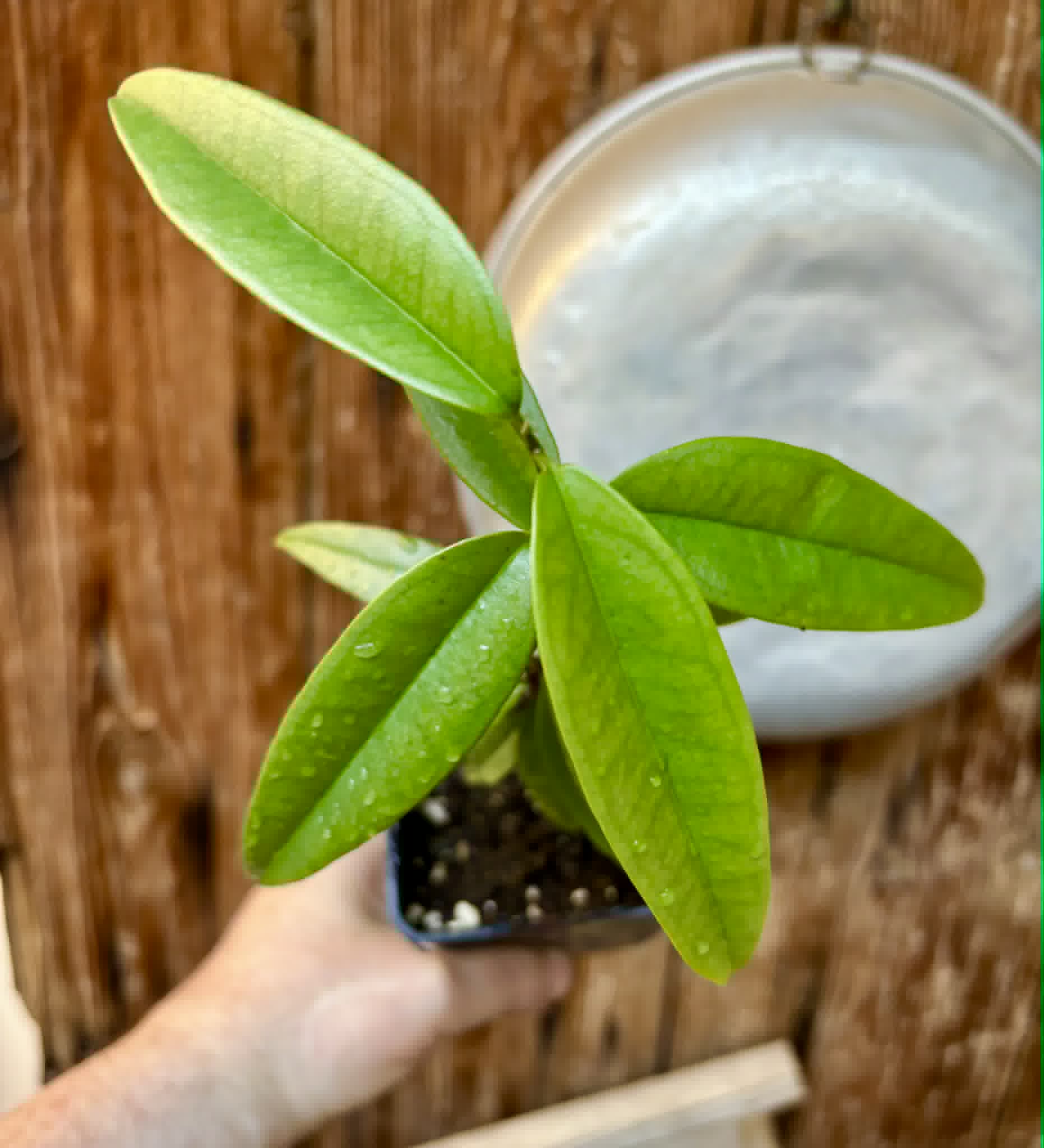 Eugenia bahiensis var. Sementes pintada  - 1 potted plant / 1 getopfte Pflanze
