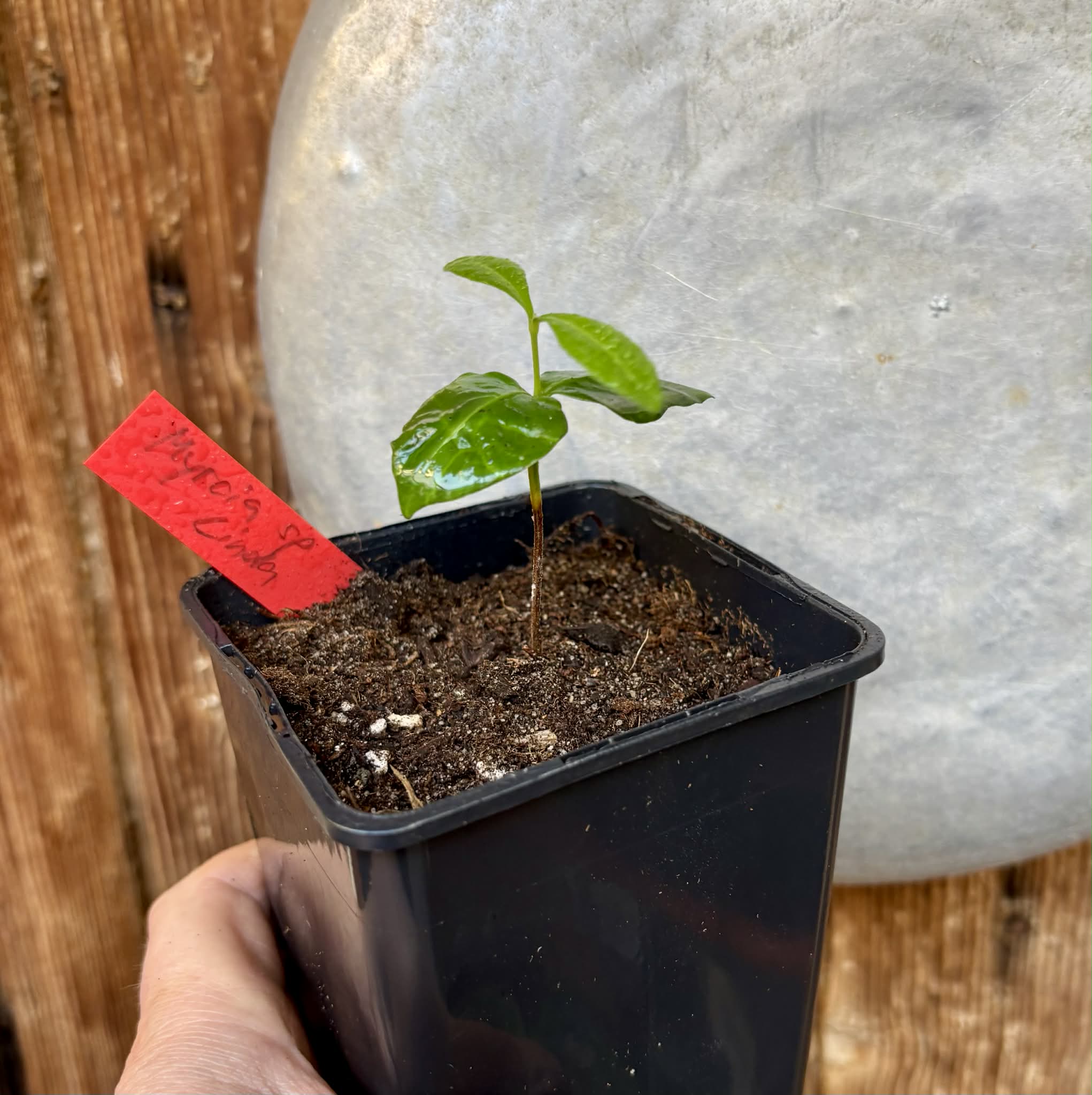 Myrcia sp linda -  1 potted seedling / 1 getopfter Sämling