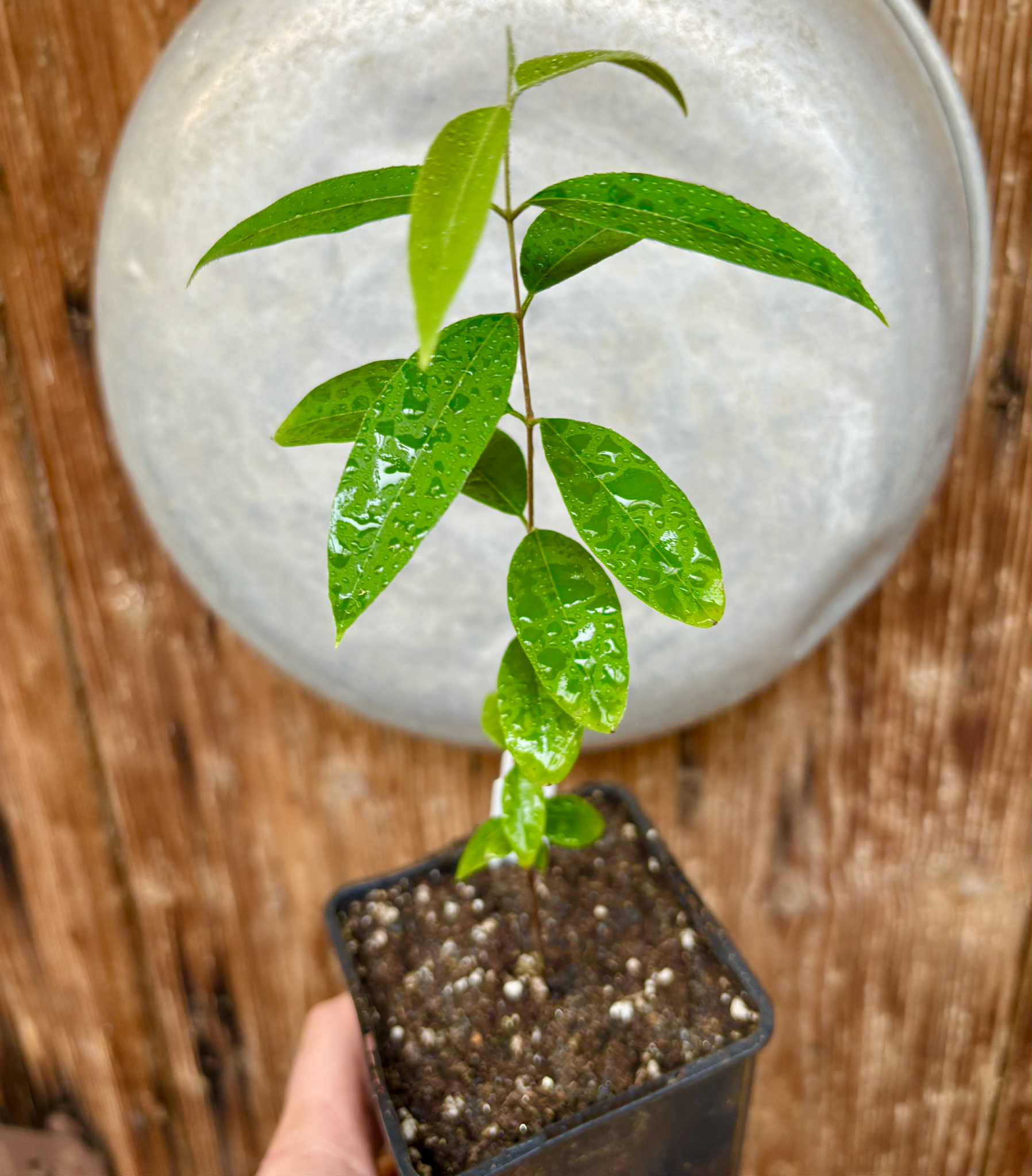 Uvaia do Visconde (Eugenia beaurepairiana) - 1 potted seedling / 1 getopfter Sämling