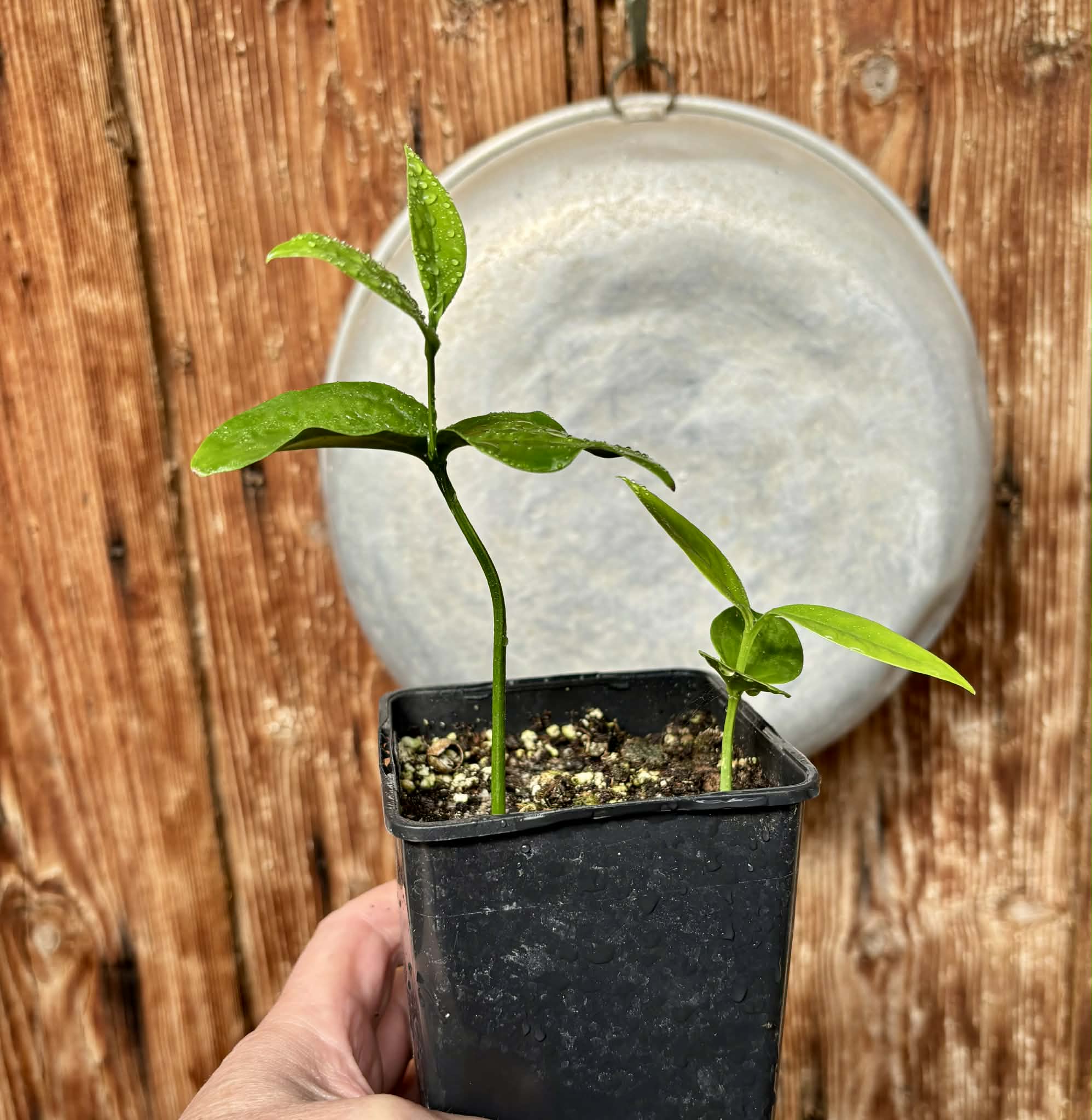 2 in 1 pot - Dulacia sp. Cafe doce  -  2 plants in one pot / 2 Pflanzen in einem Topf