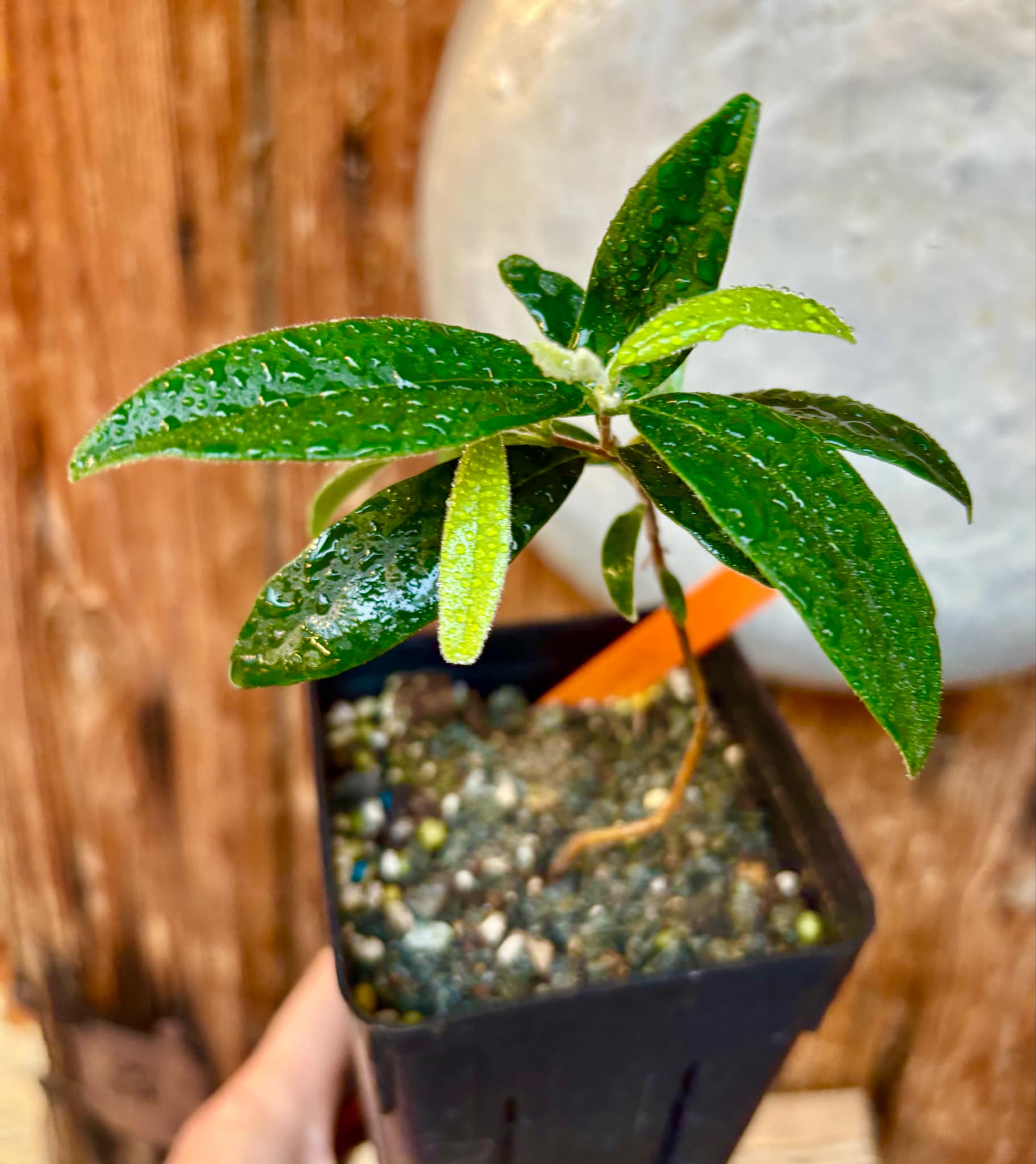Eugenia caipora BIG - 1 potted plant / 1 getopfte Pflanze Eugenia caipora BIG - 1 potted plant / 1 getopfte Pflanze