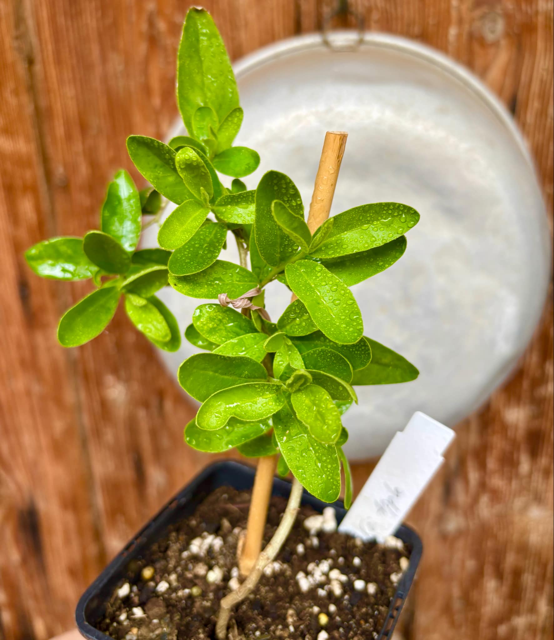 Kei Apple (Dovyalis caffra) Nr. 4 - 1 potted plant / 1 getopfte Pflanze Kei Apple (Dovyalis caffra) Nr. 4 - 1 potted plant / 1 getopfte Pflanze