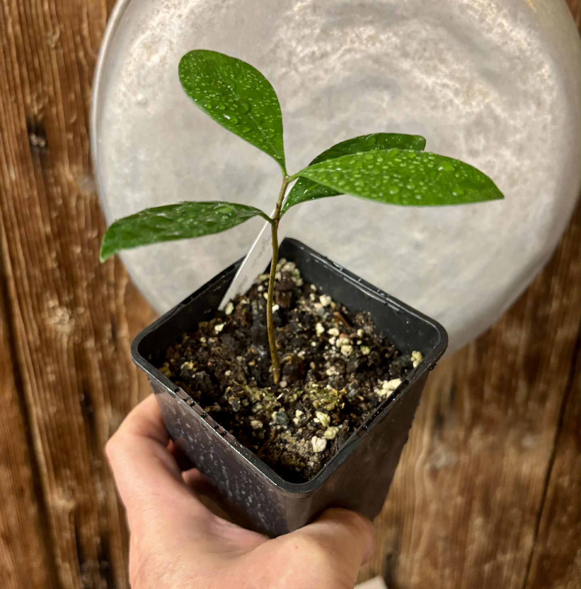 Eugenia melanogyna - 1 potted seedling / 1 getopfter Sämling