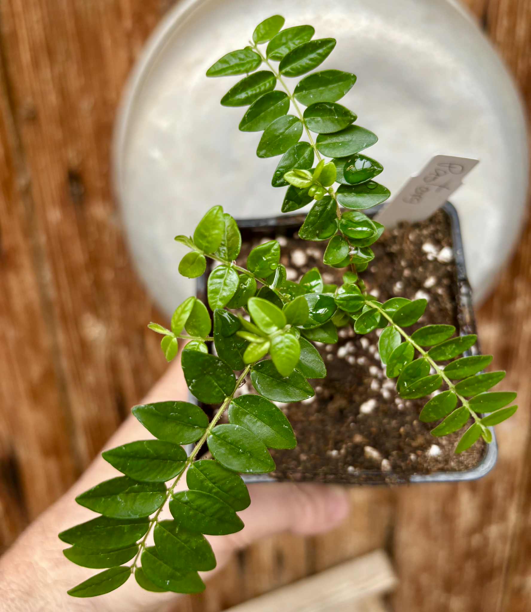 Myrciaria sp Pastora Nr. C - 1 potted seedling / 1 getopfter Sämling