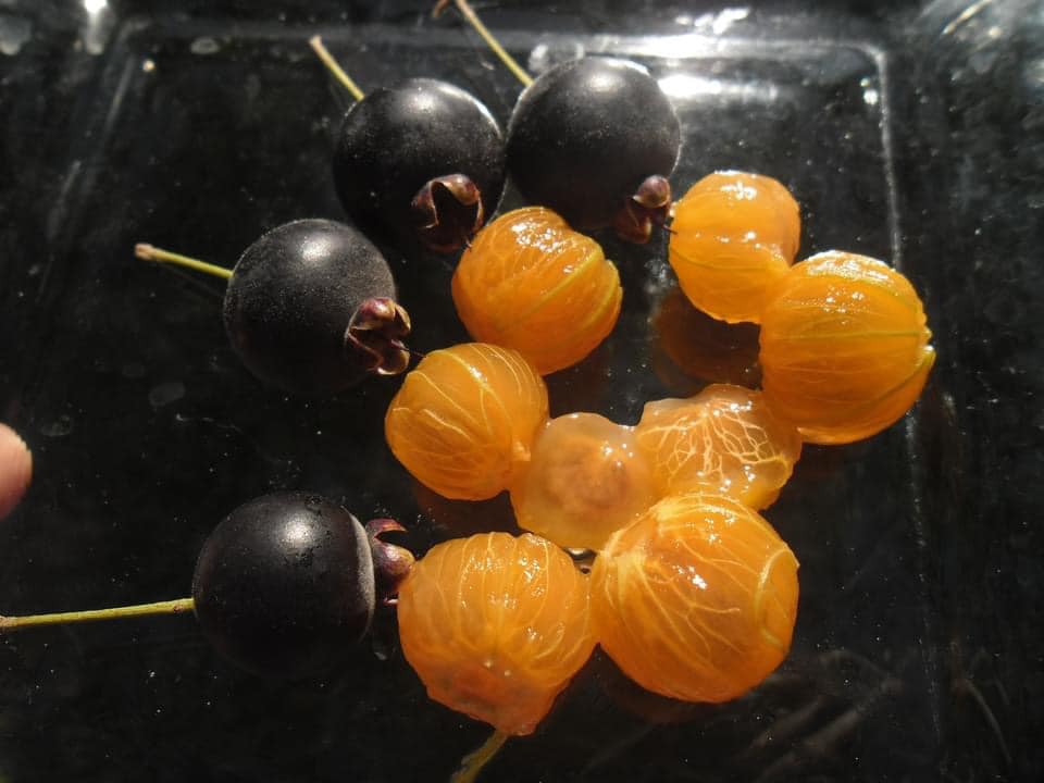 9 years old - Guabiju (Myrcianthes pungens) - 1 potted plant / 1 getopfte Pflanze