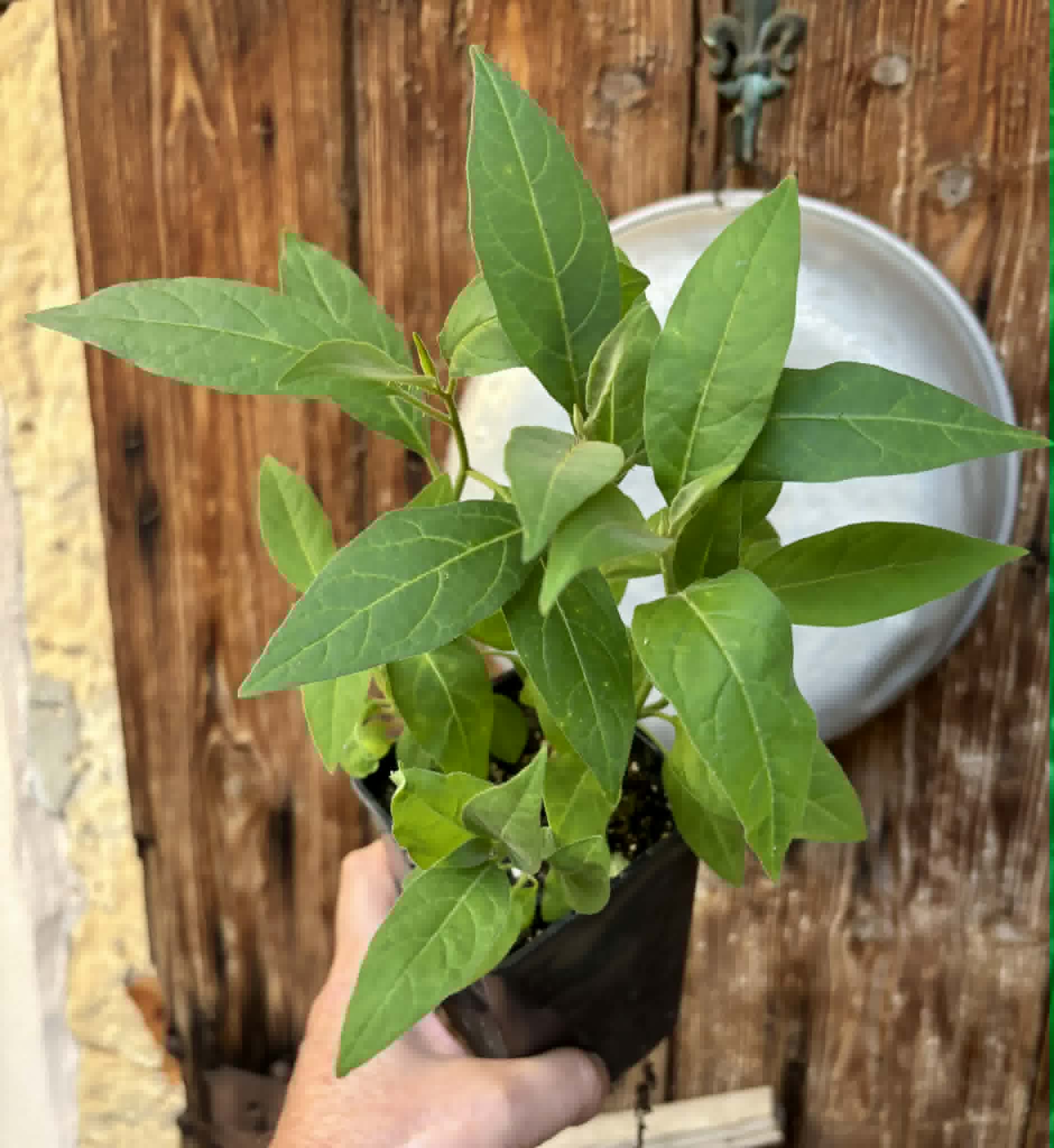 10 in 1 pot - Solanum sp. Mata Escura - 10 seedlings in one pot - 10 Sämlinge in einem Topf