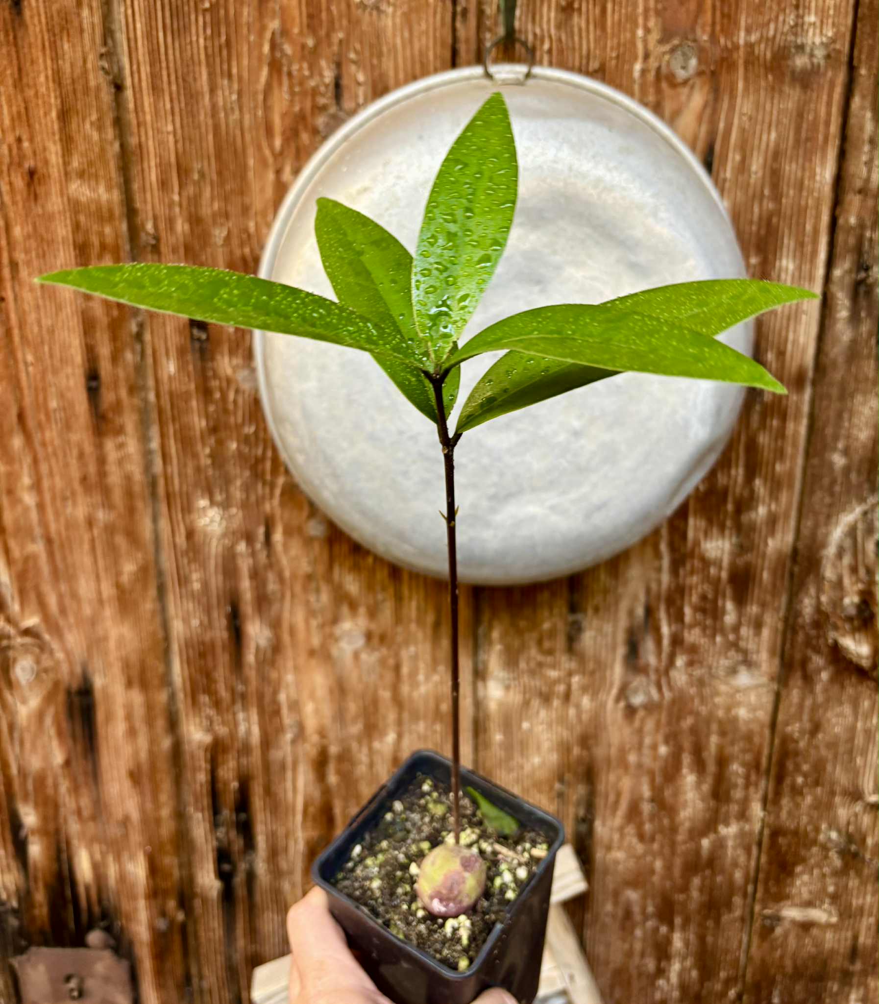 Eugenia sp Maca BIG -  1 potted seedling / 1 getopfter Sämling