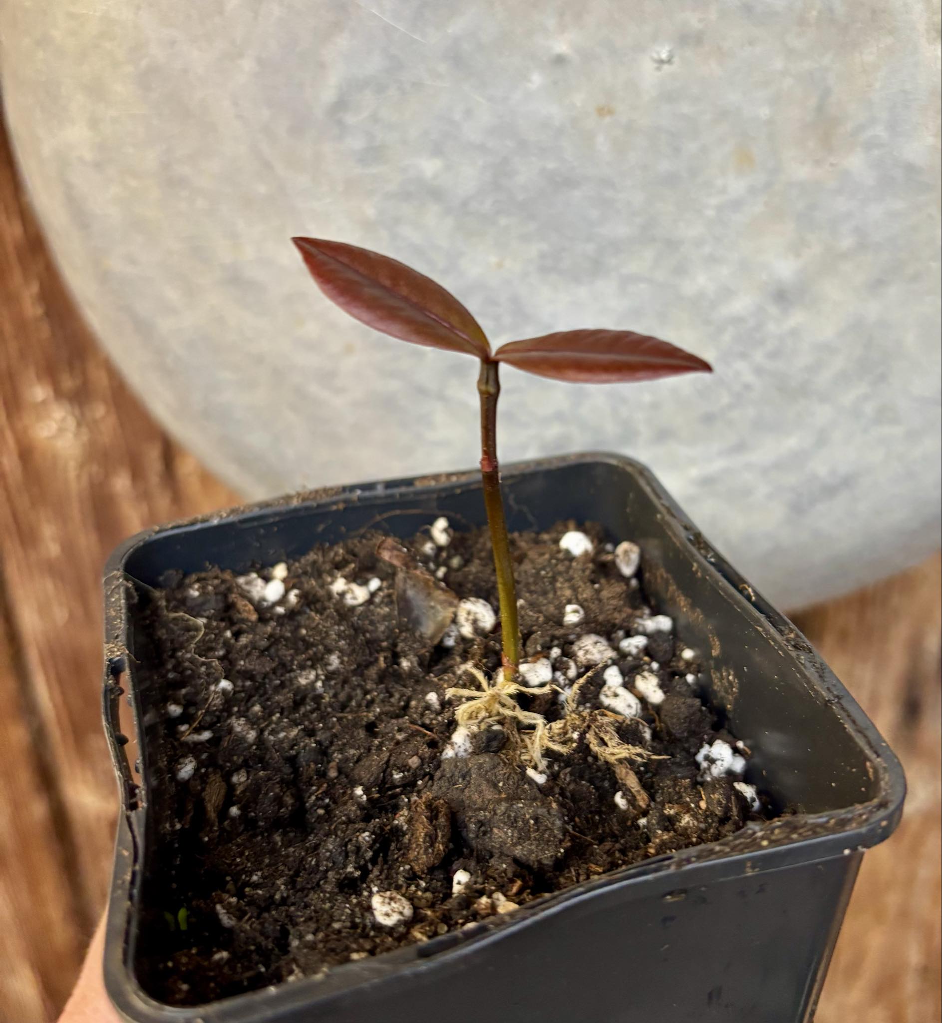 Bacupari Brasil (Garcinia brasiliensis) -  1 potted seedling / 1 getopfter Sämling Kopie