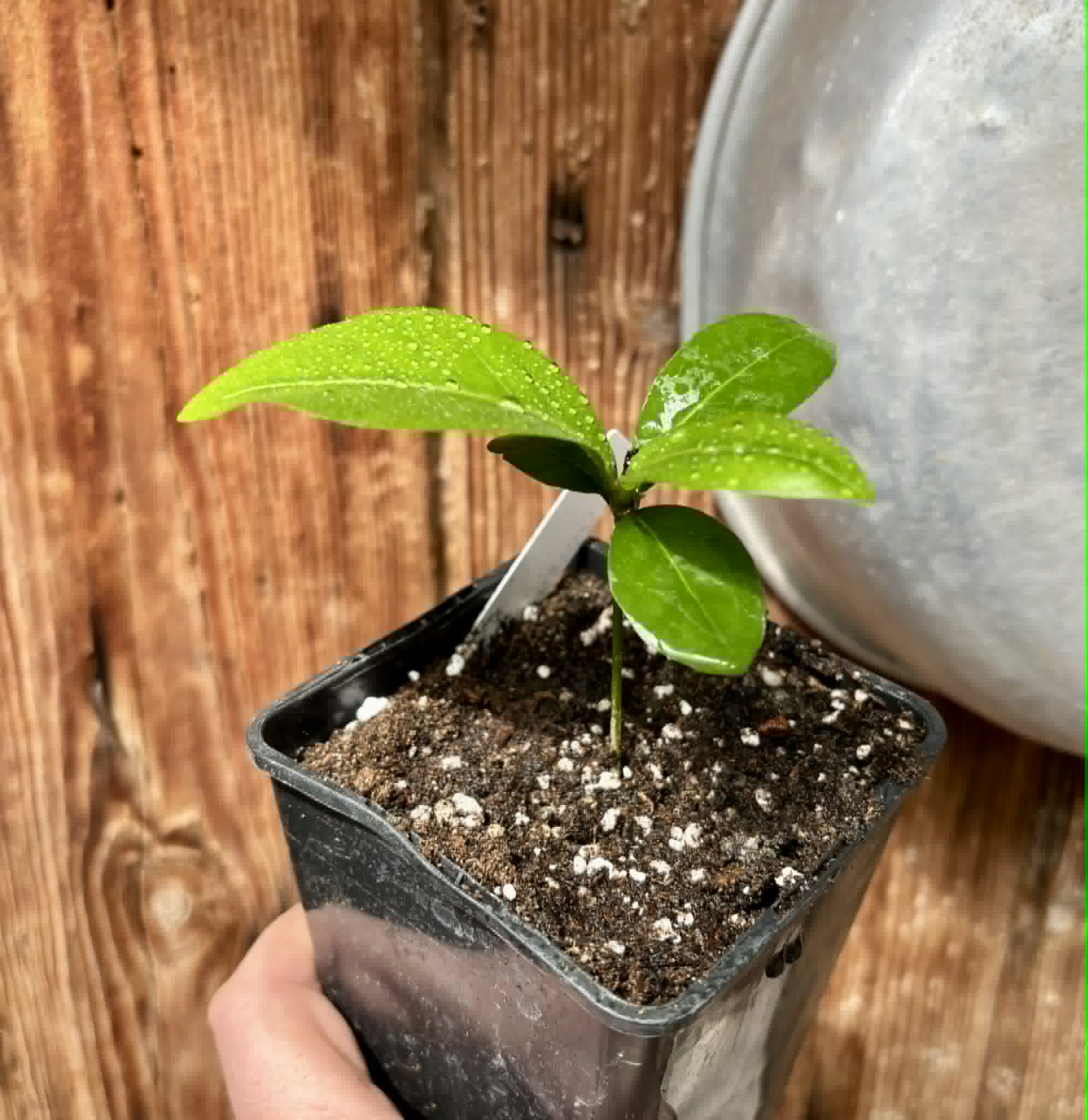 Glycosmis pentaphylla - Orangeberry -  1 potted seedling / 1 getopfter Sämling