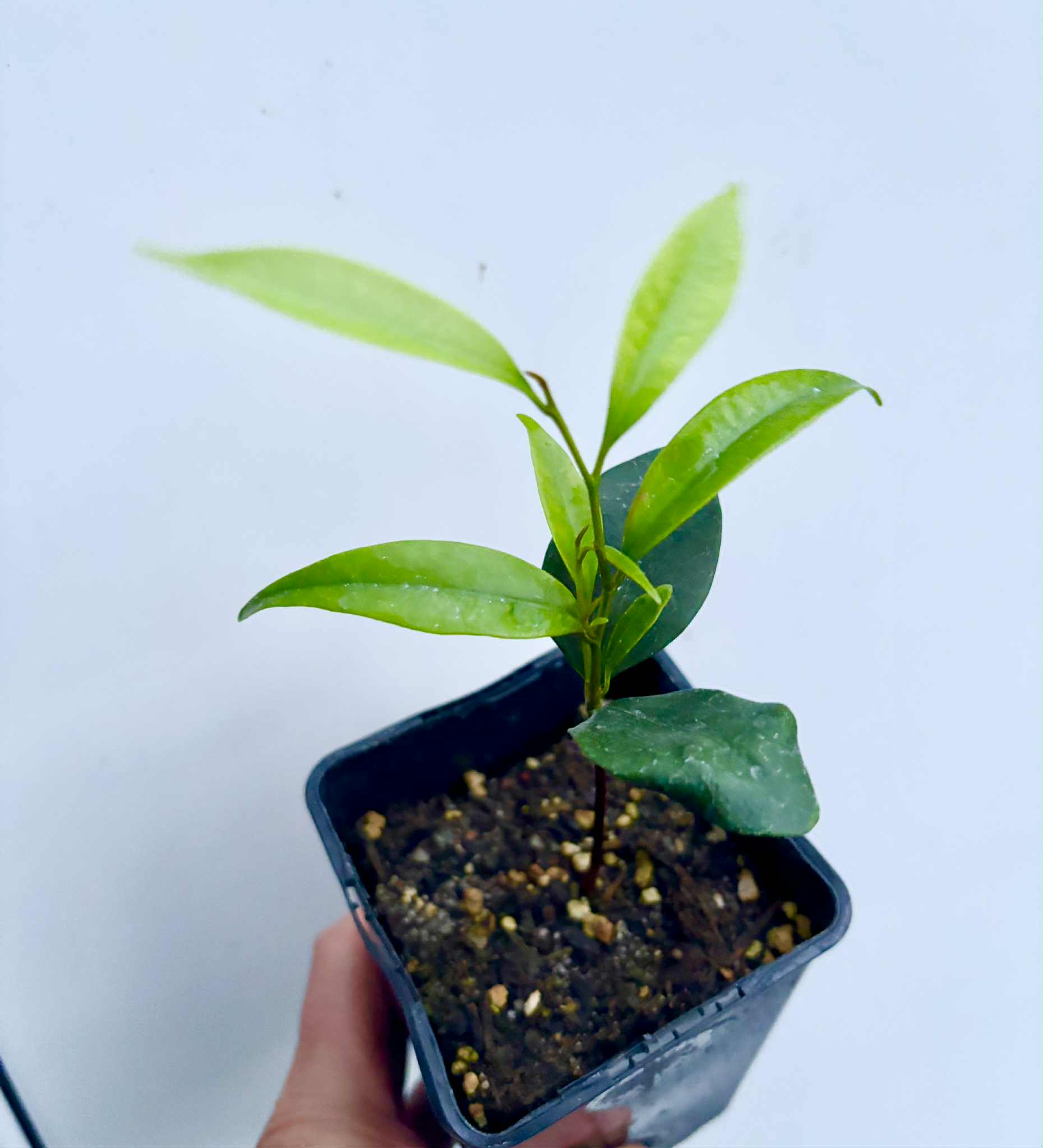 Diploon cuspidatum  -  1 potted seedling / 1 getopfter Sämling