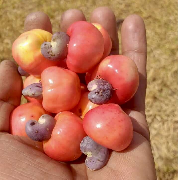 Cajuzinho - Anacardium humile - 2 fresh seeds / 2 frische Samen Cajuzinho - Anacardium humile - 2 fresh seeds / 2 frische Samen