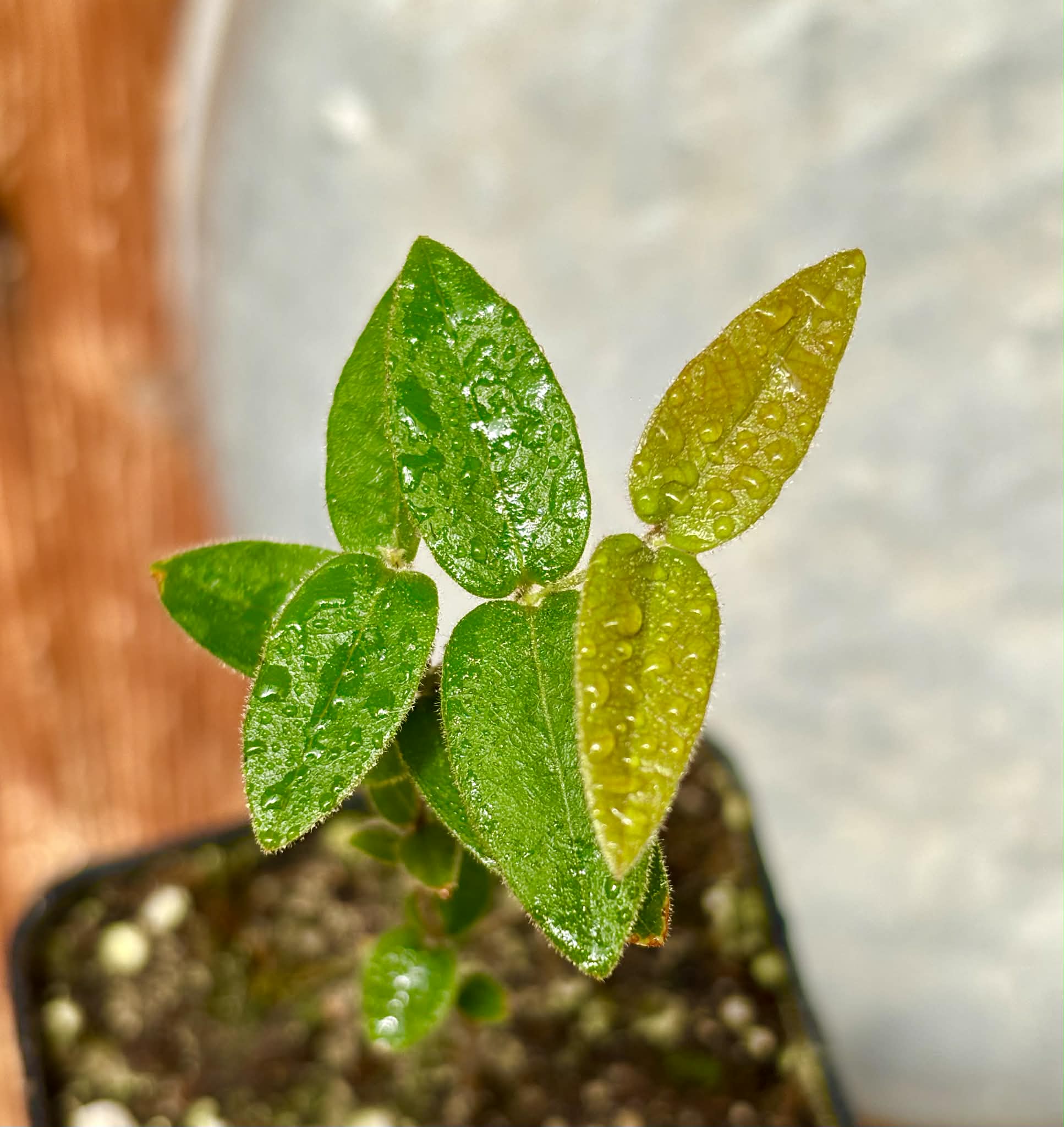 Myrciaria caerulescens (Roxa - Blue Guaquiea) - 1 potted seedling / 1 getopfter Sämling