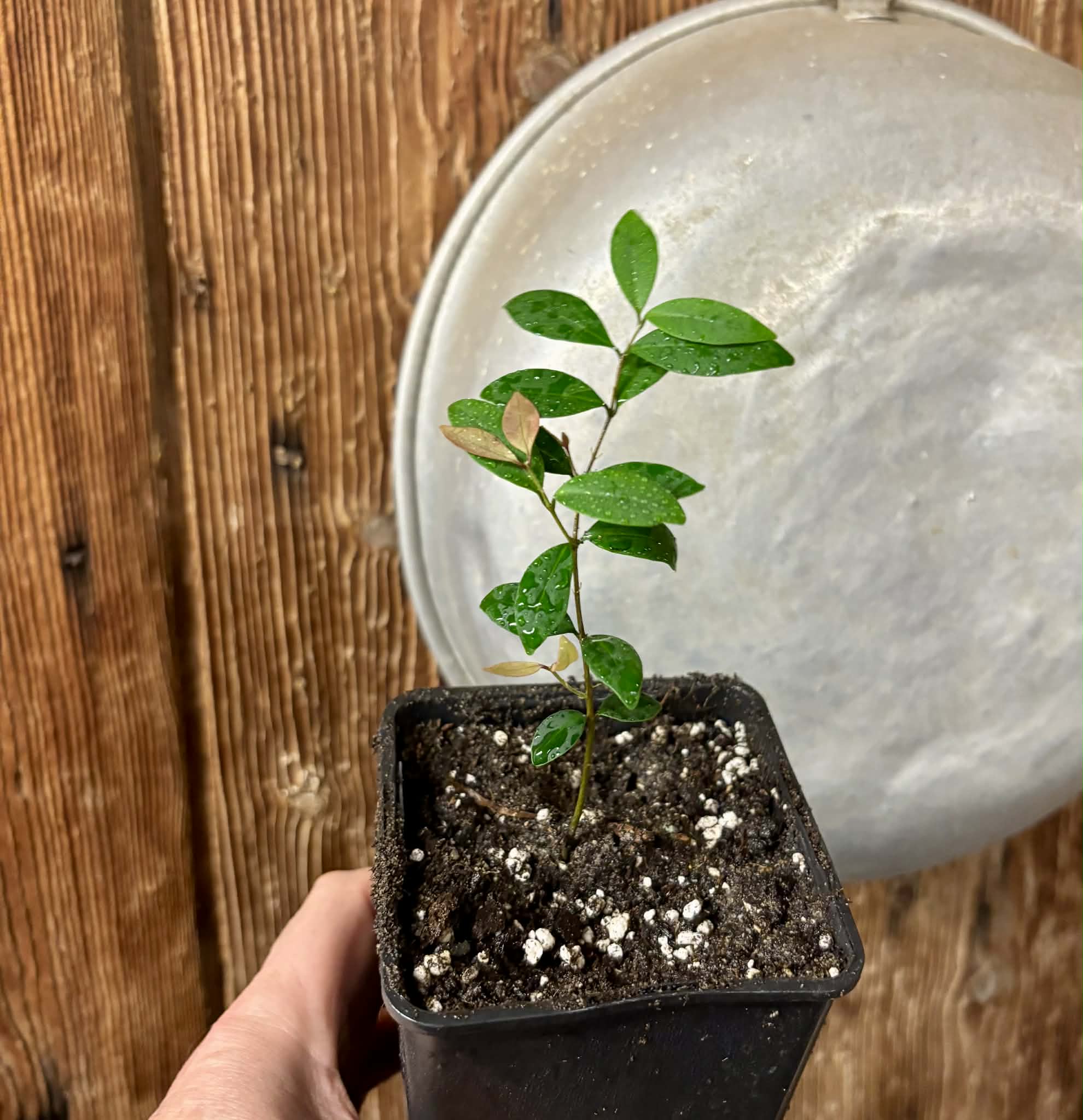 Eugenia sp Uvitas -  1 small potted seedling / 1 kleiner, getopfter Sämling