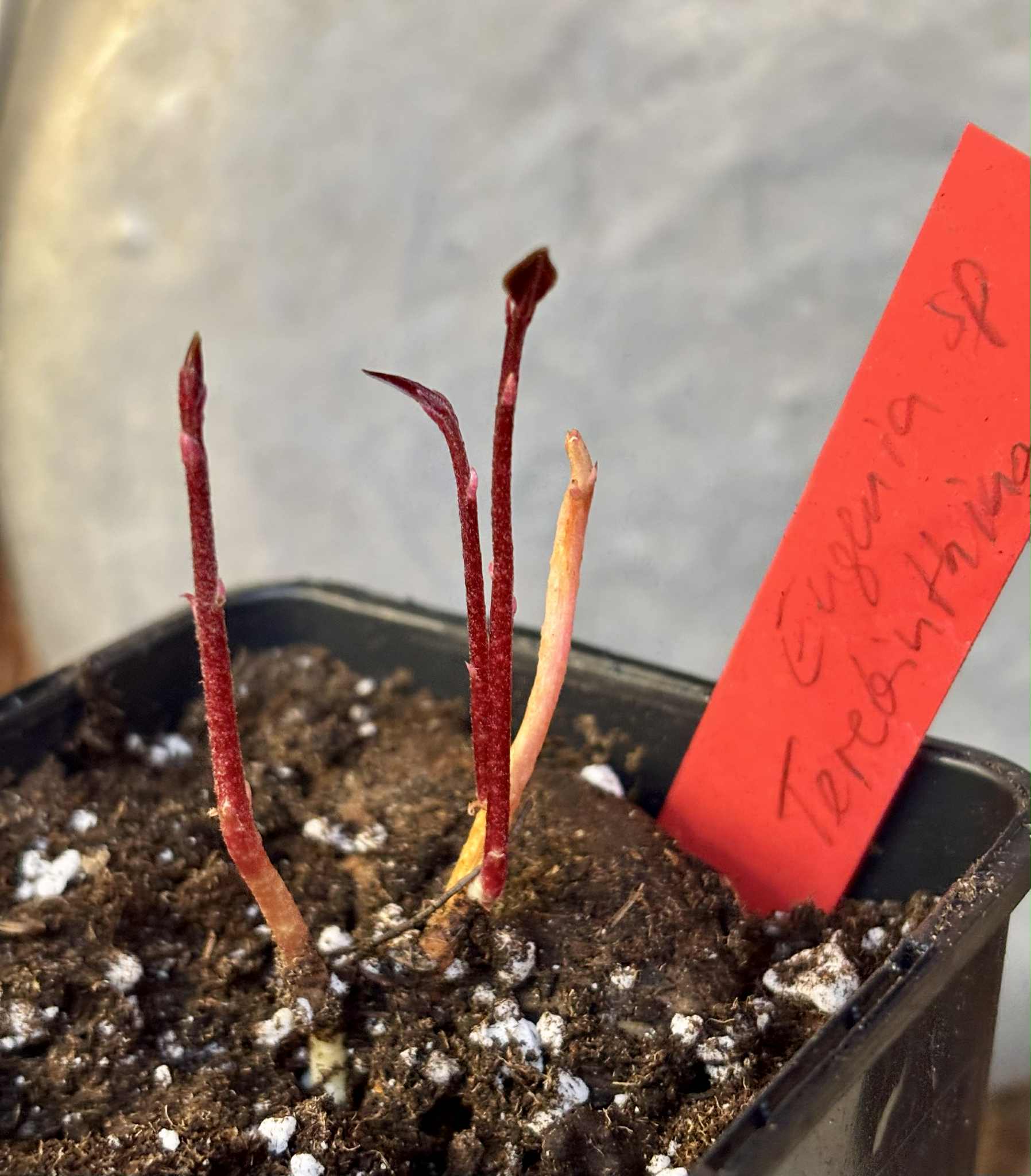 four-stemmed - vierstämmig - Eugenia sp Terebinthina - 1 potted seedling / 1 getopfter Sämling