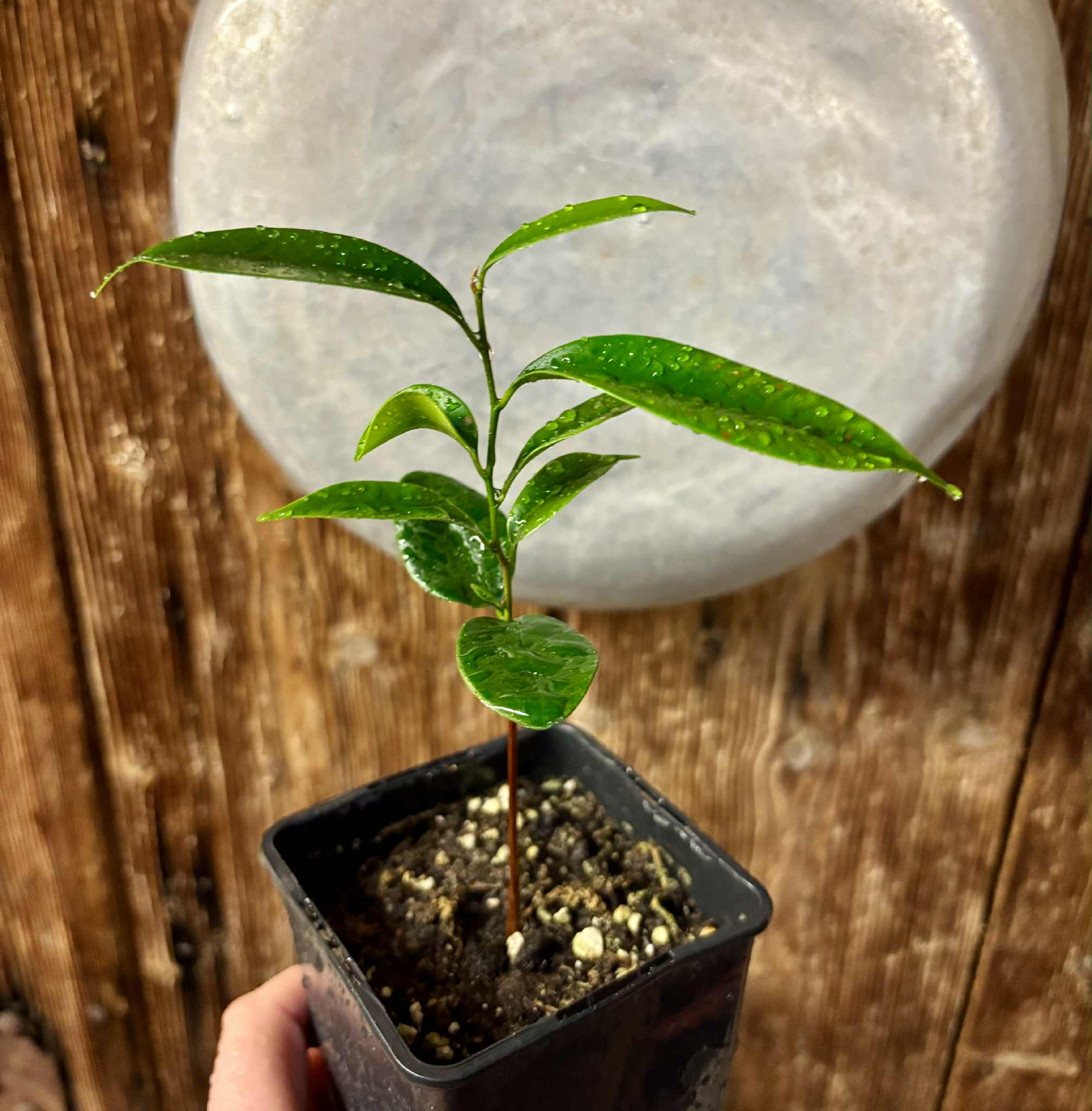 Diploon cuspidatum  -  1 potted seedling / 1 getopfter Sämling