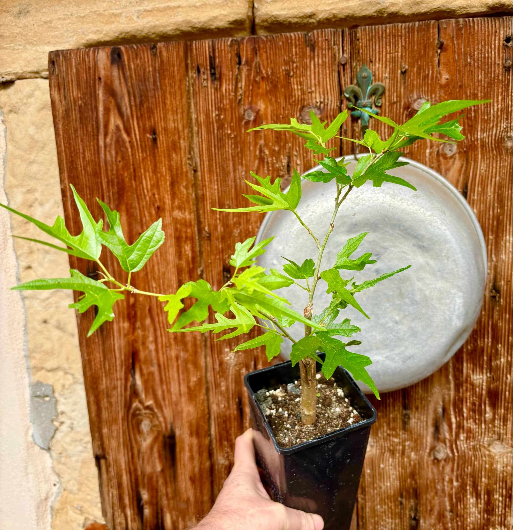 Mulberry Chicken Claw (Morus trilobata) - 1 grafted, potted plant / 1 veredelte, getopfte Pflanze