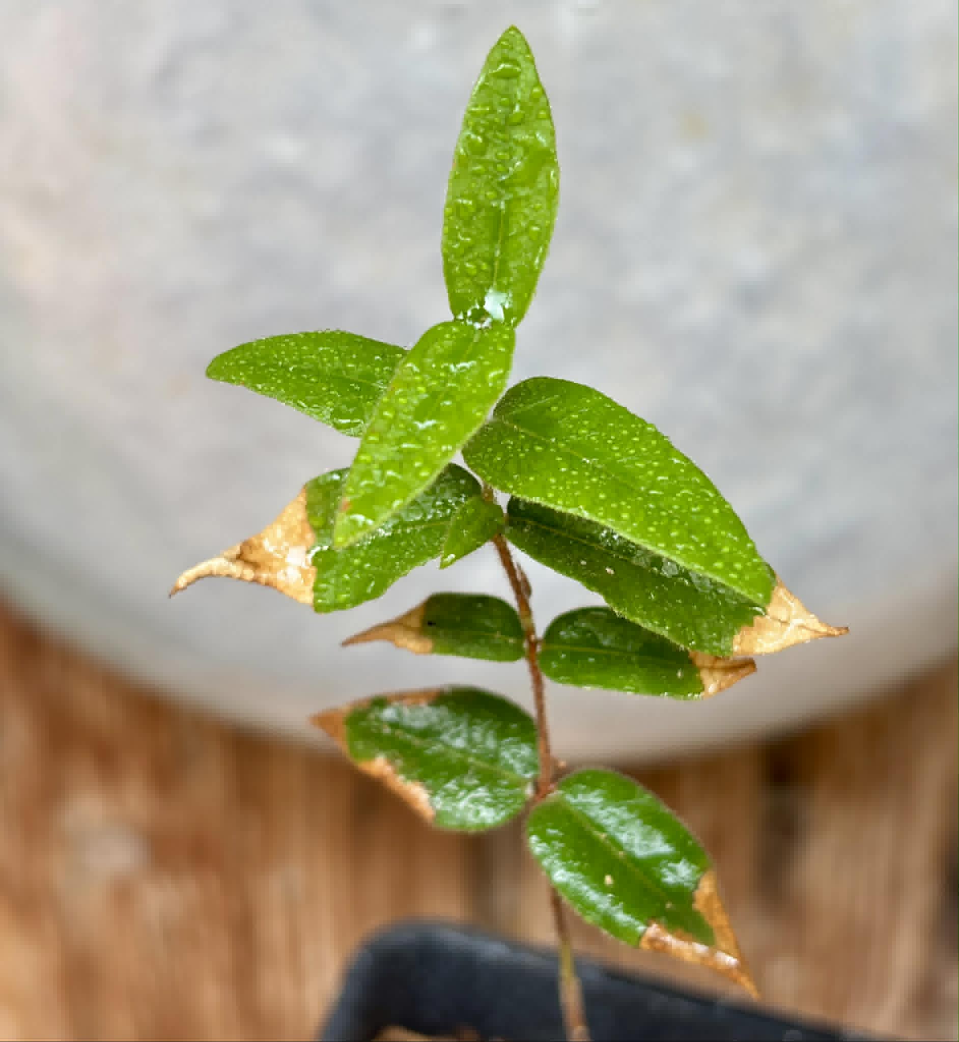 Myrciaria caerulescens (Roxa - Blue Guaquiea) - 1 potted seedling / 1 getopfter Sämling