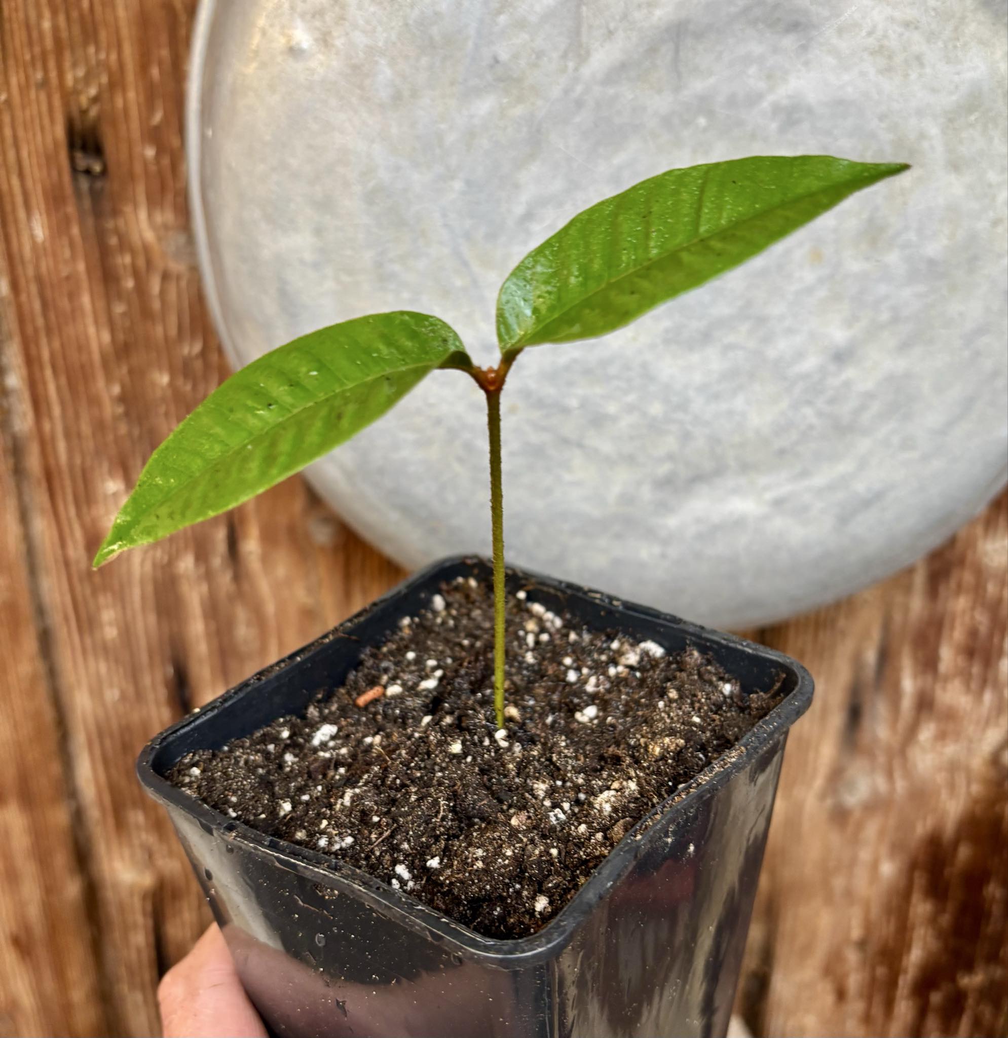 Ecclinusa sp Doce - 1 potted seedling / 1 getopfter Sämling