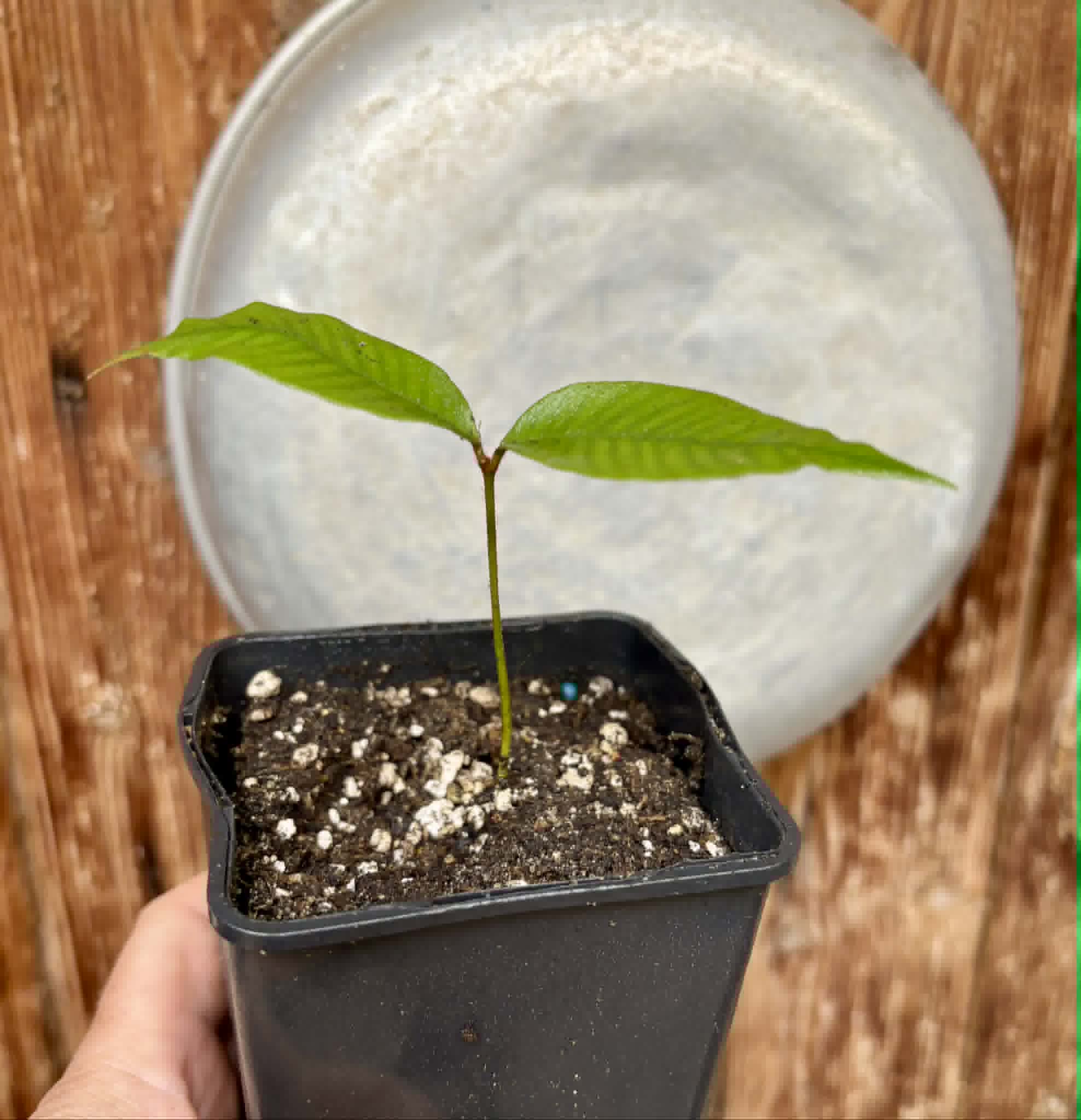 last seedling - Ecclinusa sp Doce - 1 potted seedling / 1 getopfter Sämling