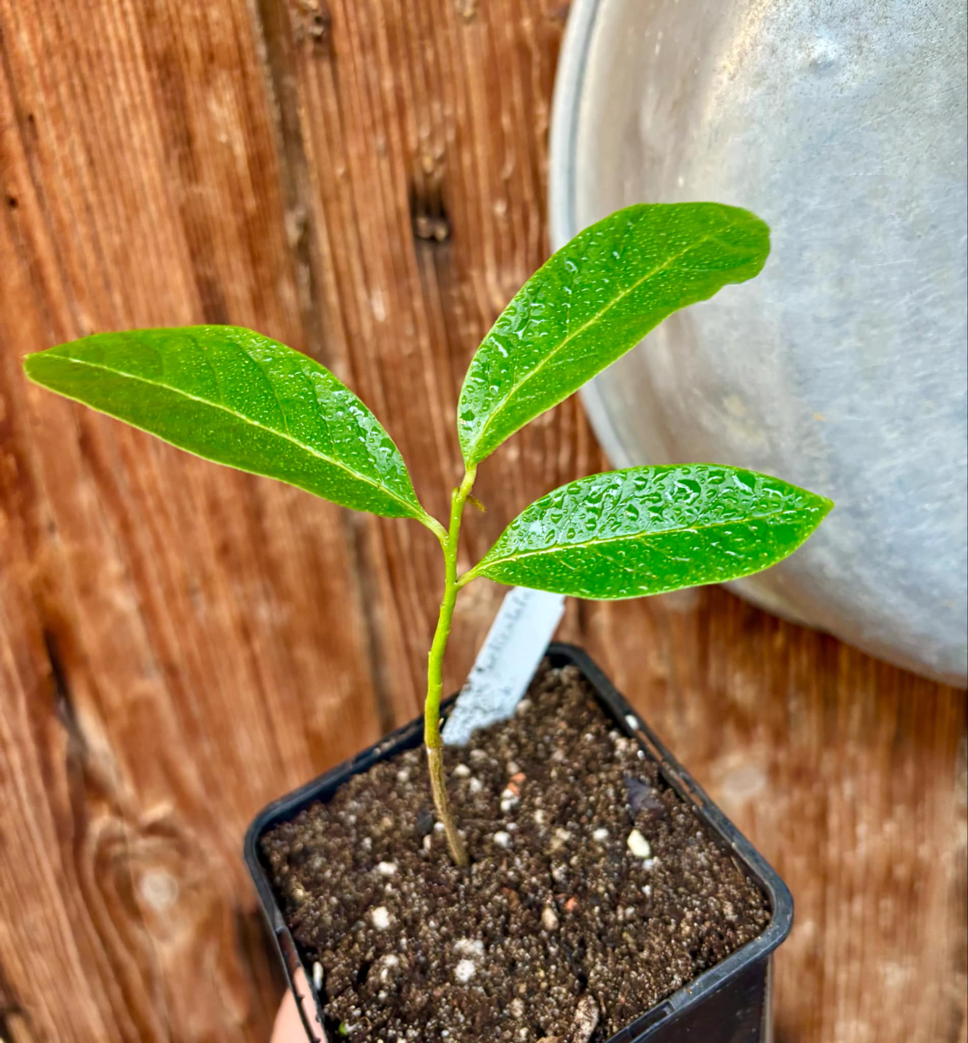Annona reticulata big pink-red variety - 1 potted plant / 1 getopfte Pflanze