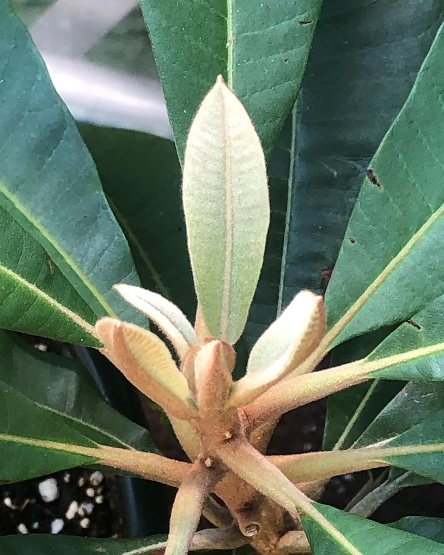 Green Sapote (Pouteria viridis) - 1 fresh seed / 1 frischer Samen