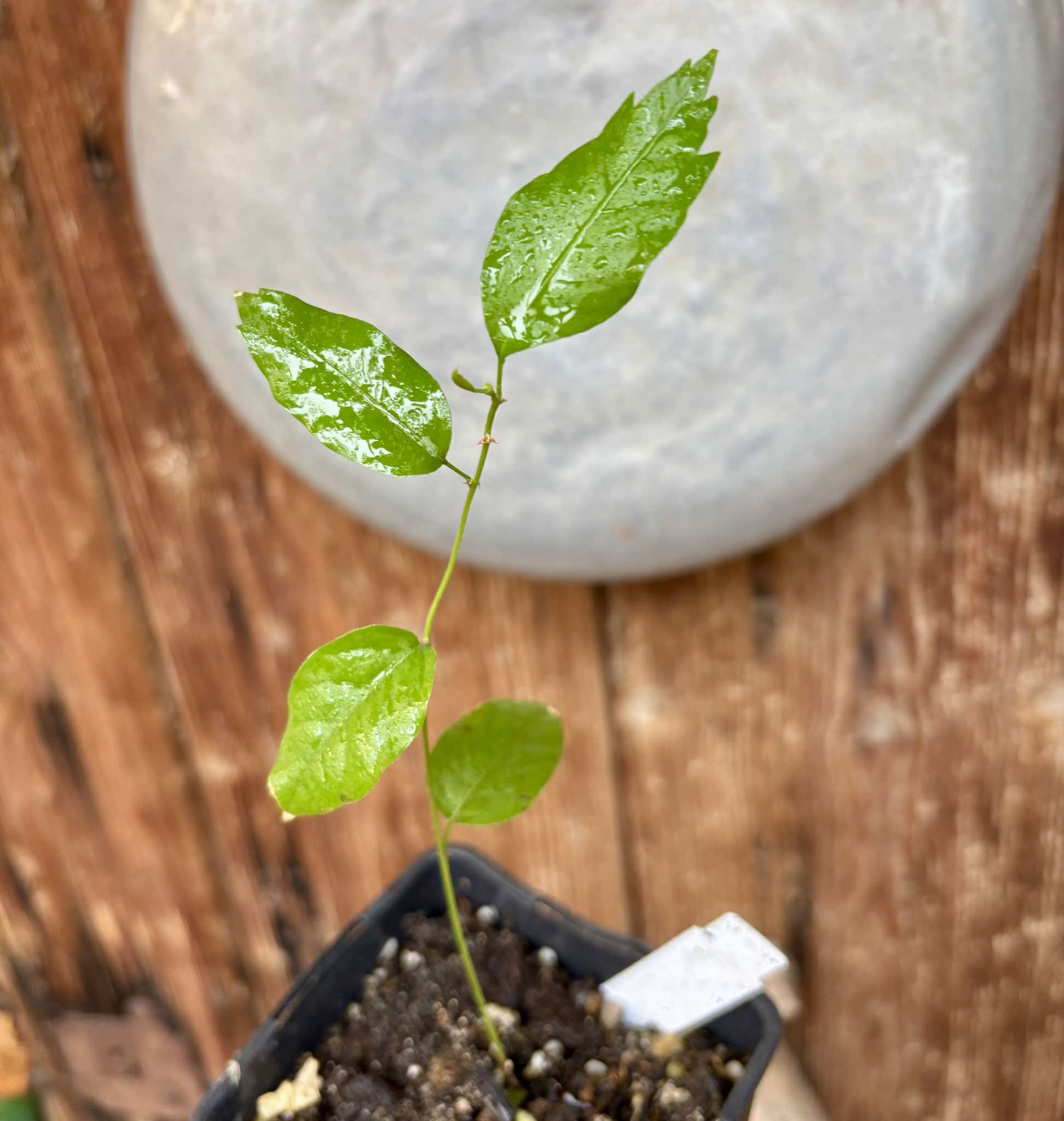 Guaraná (Paullinia cupana) - 1 small potted seedling / 1 kleiner, getopfter Sämling