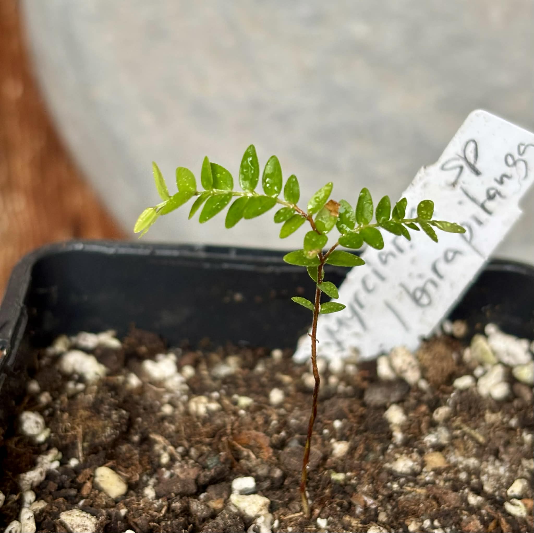 Myrciaria sp Ibirapitanga -  1 potted seedling / 1 getopfter Sämling