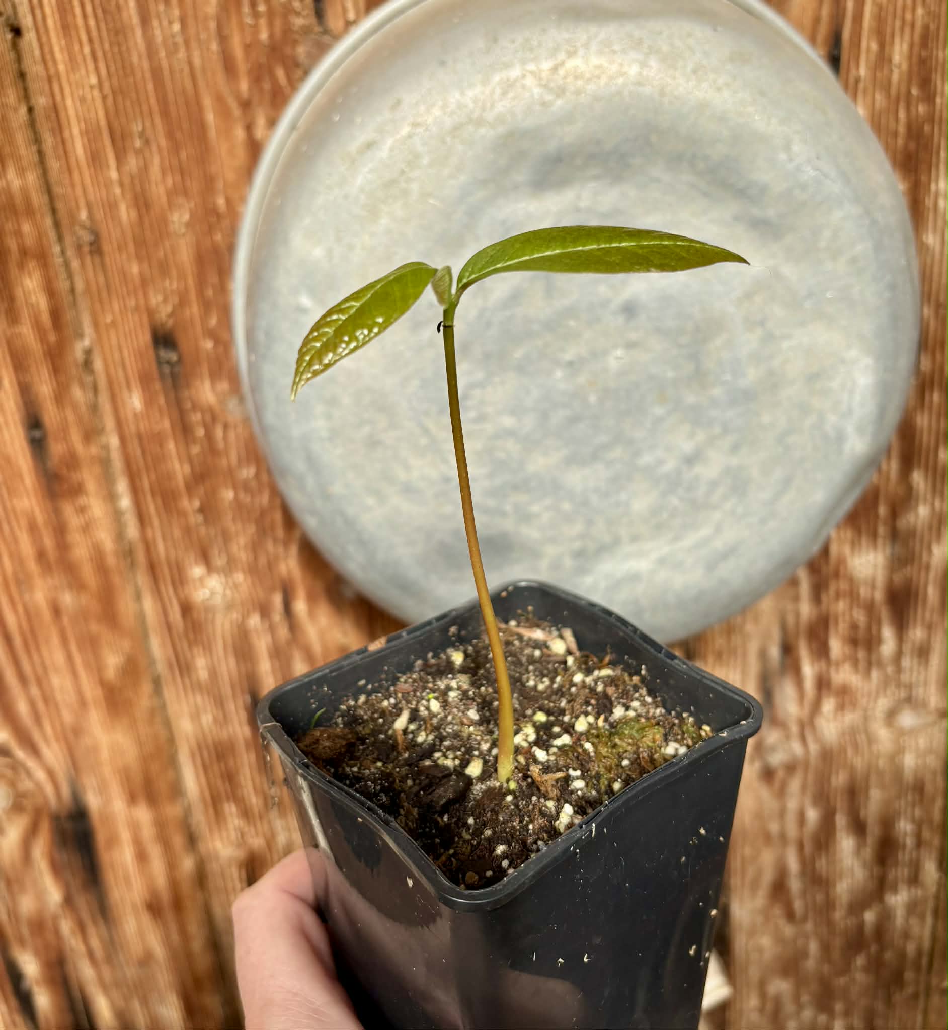 Annona purpurea - Soncoya -  1 potted seedling / 1 getopfter Sämling