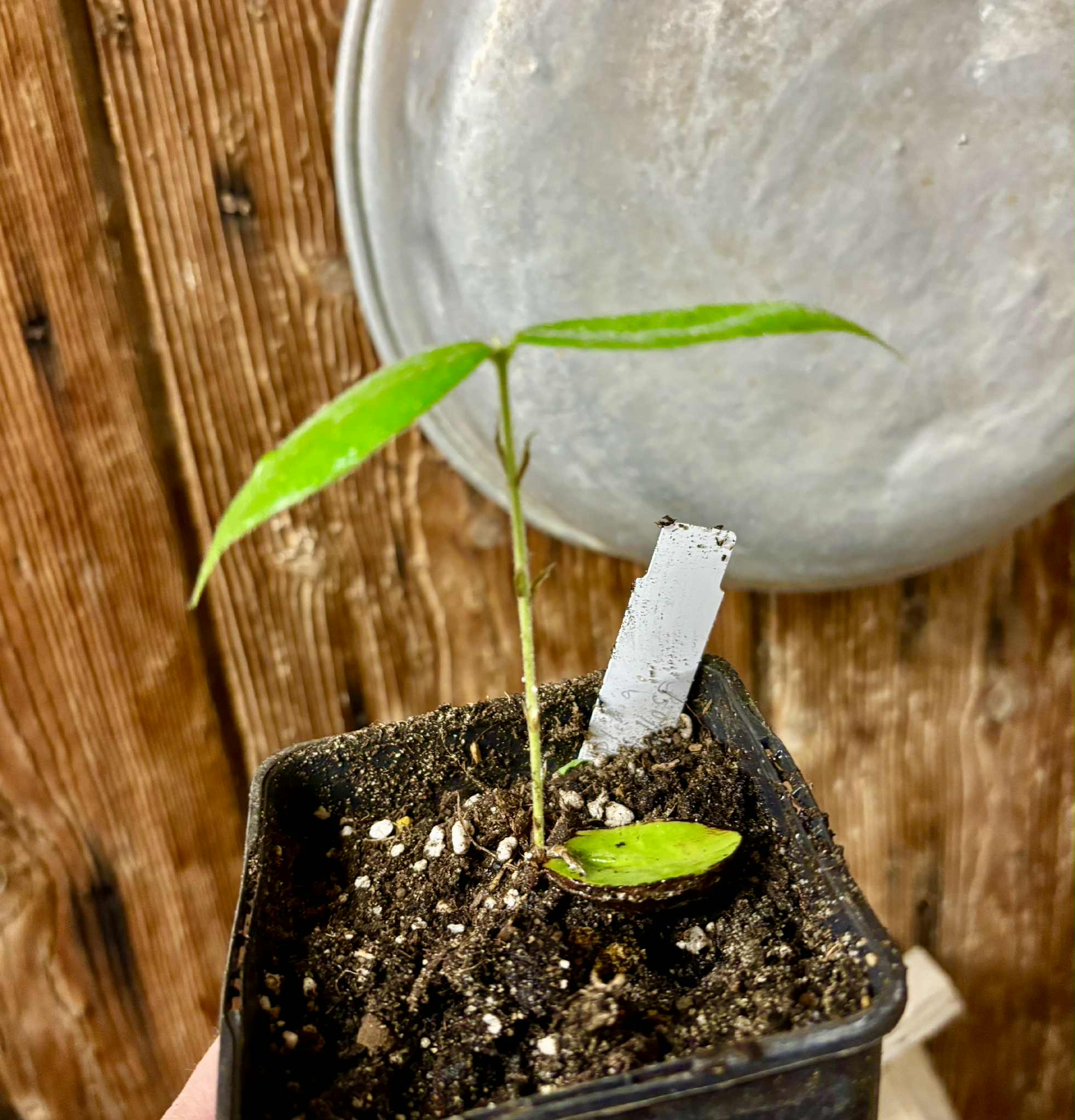 last seedling - Cambucá-de-calo - (Plinia callosa) -  1 potted seedling / 1 getopfter Sämling