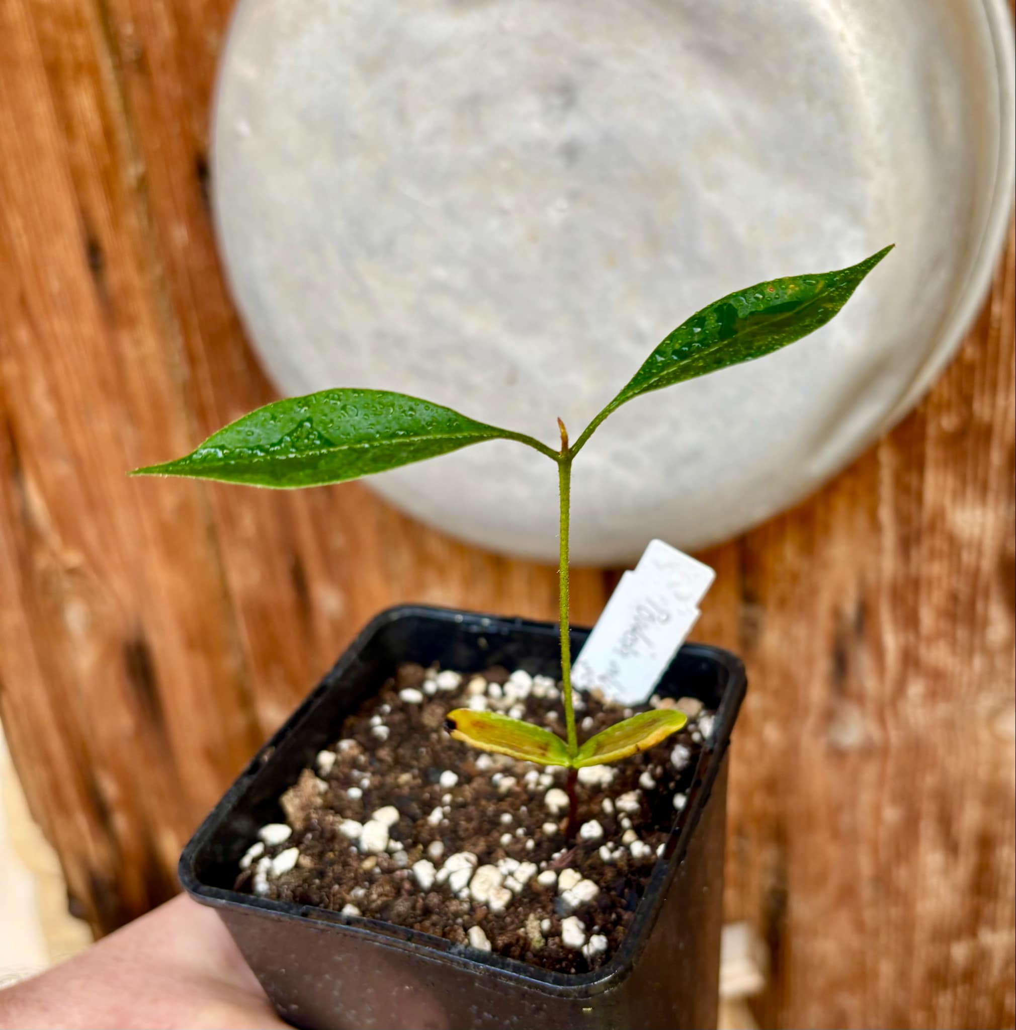 Pouteria alvesii - 1 small potted seedling / 1 kleiner, getopfter Sämling