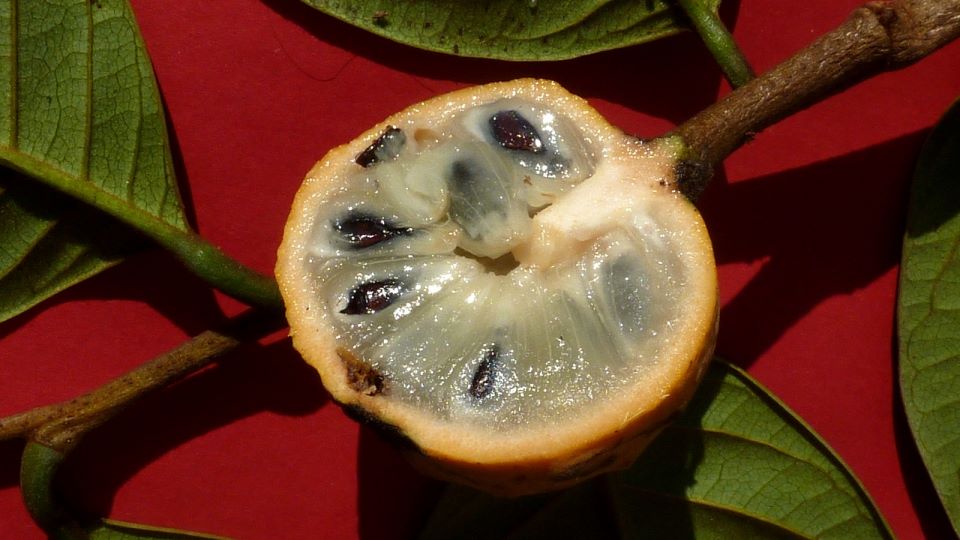 Annona sylvatica - 1 fresh seed / 1 frischer Samen