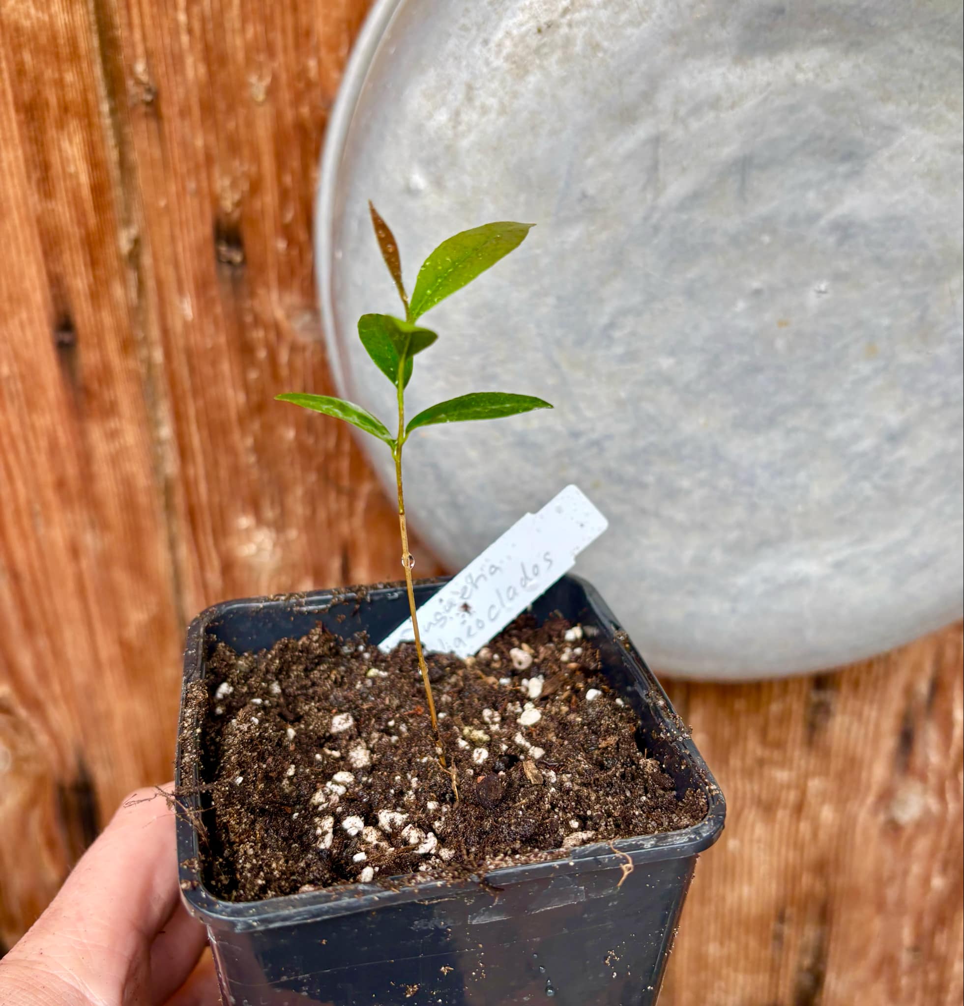 Duguetia phaeoclados - 1 small potted seedling / 1 kleiner, getopfter Sämling