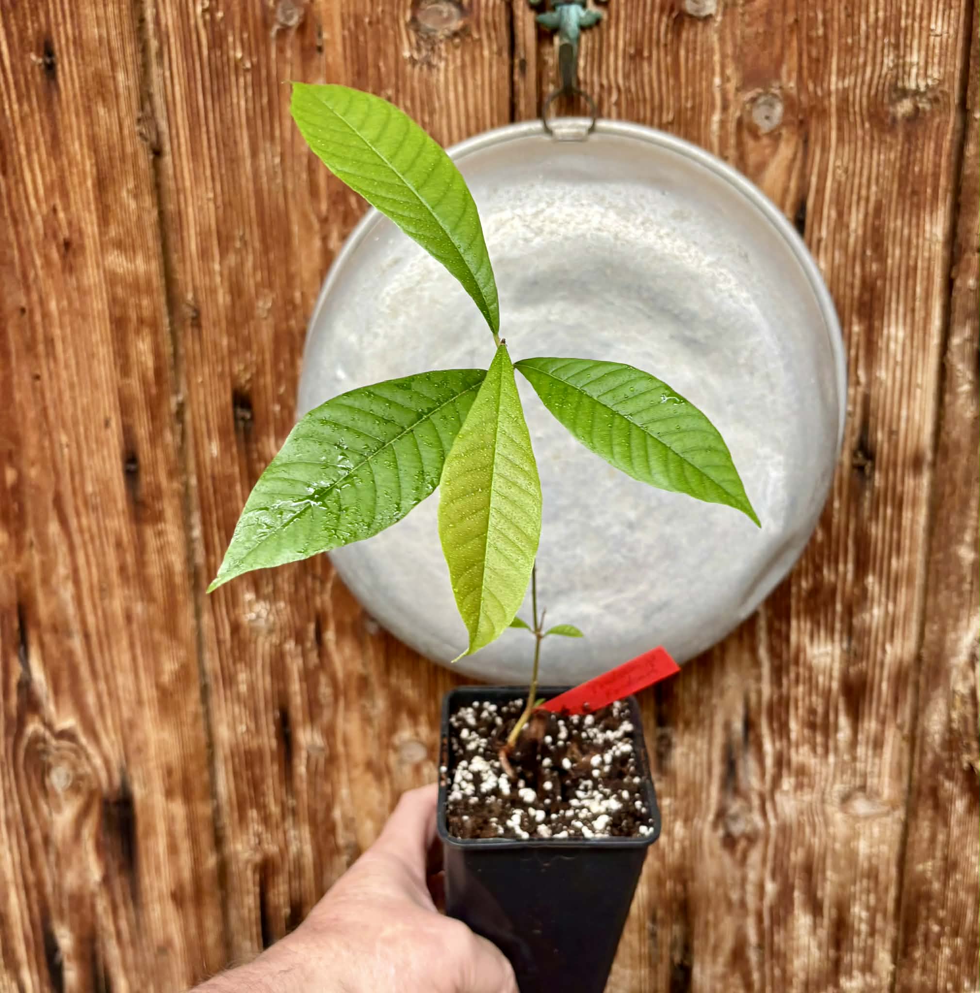 Pradosia sp Rondonia - 1 potted seedling / 1 getopfter Sämling