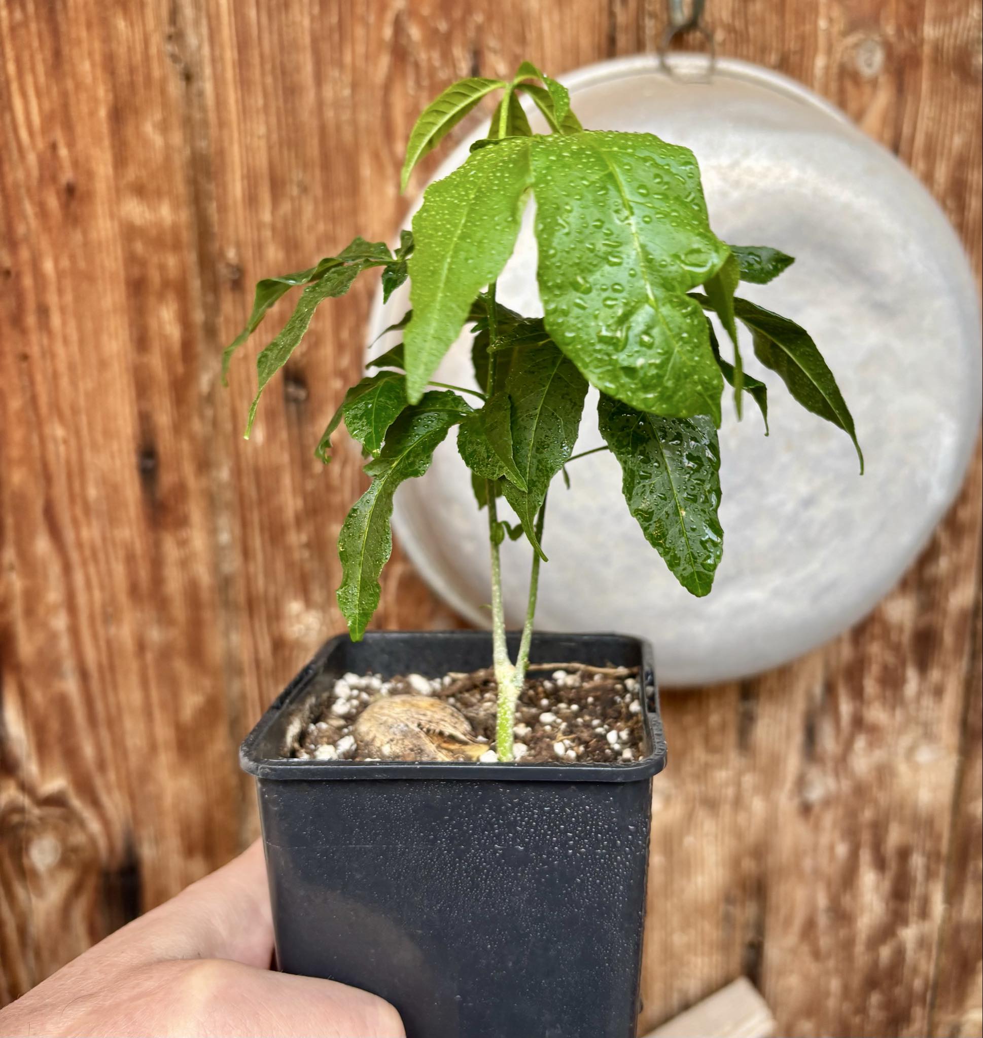 White Sapote var PIKE (Casimiroa edulis) - 1 potted seedling - 1 getopfter Sämling 