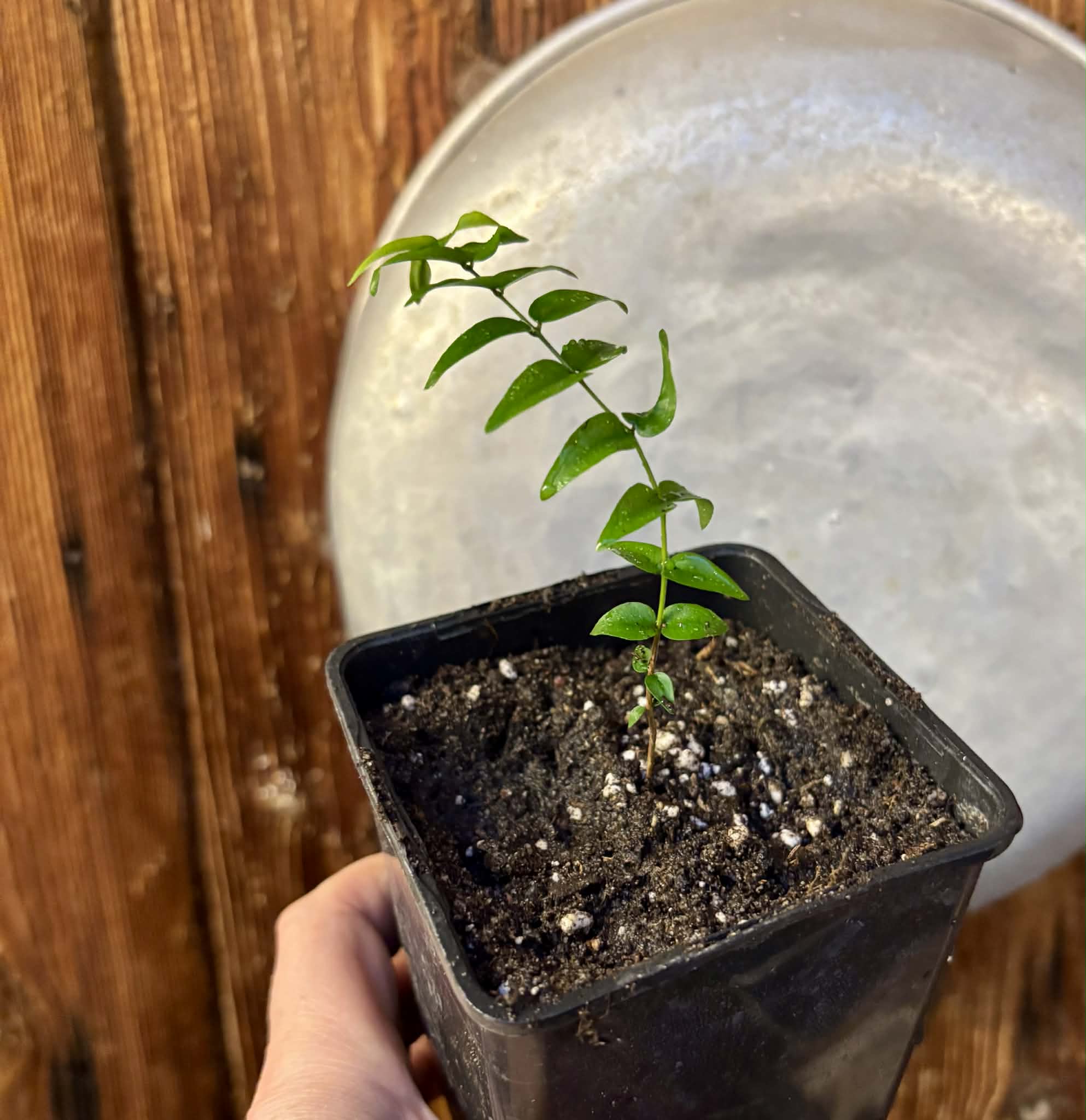 Myrciaria sp Joinville - 1 potted plant / 1 getopfte Pflanze