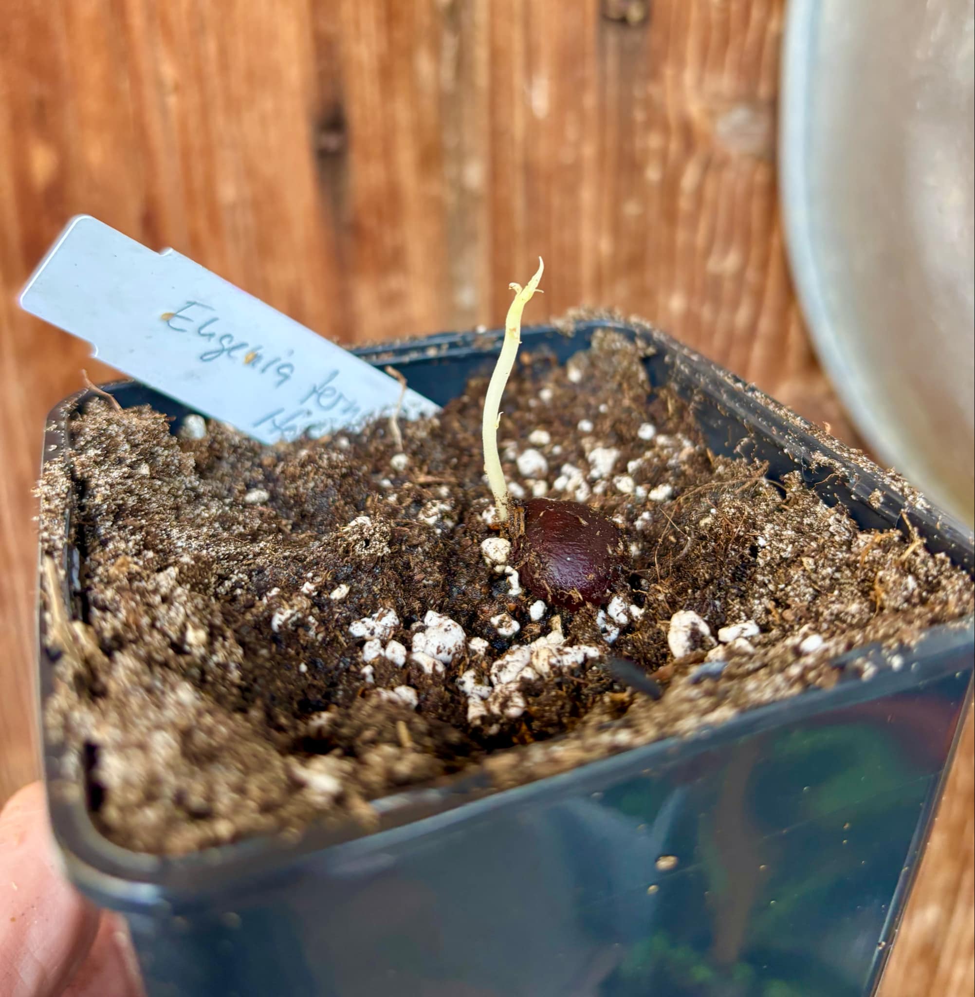 Uvaia maracuja (Eugenia ternatifolia) - 1 small potted seedling / 1 kleiner, getopfter Sämling