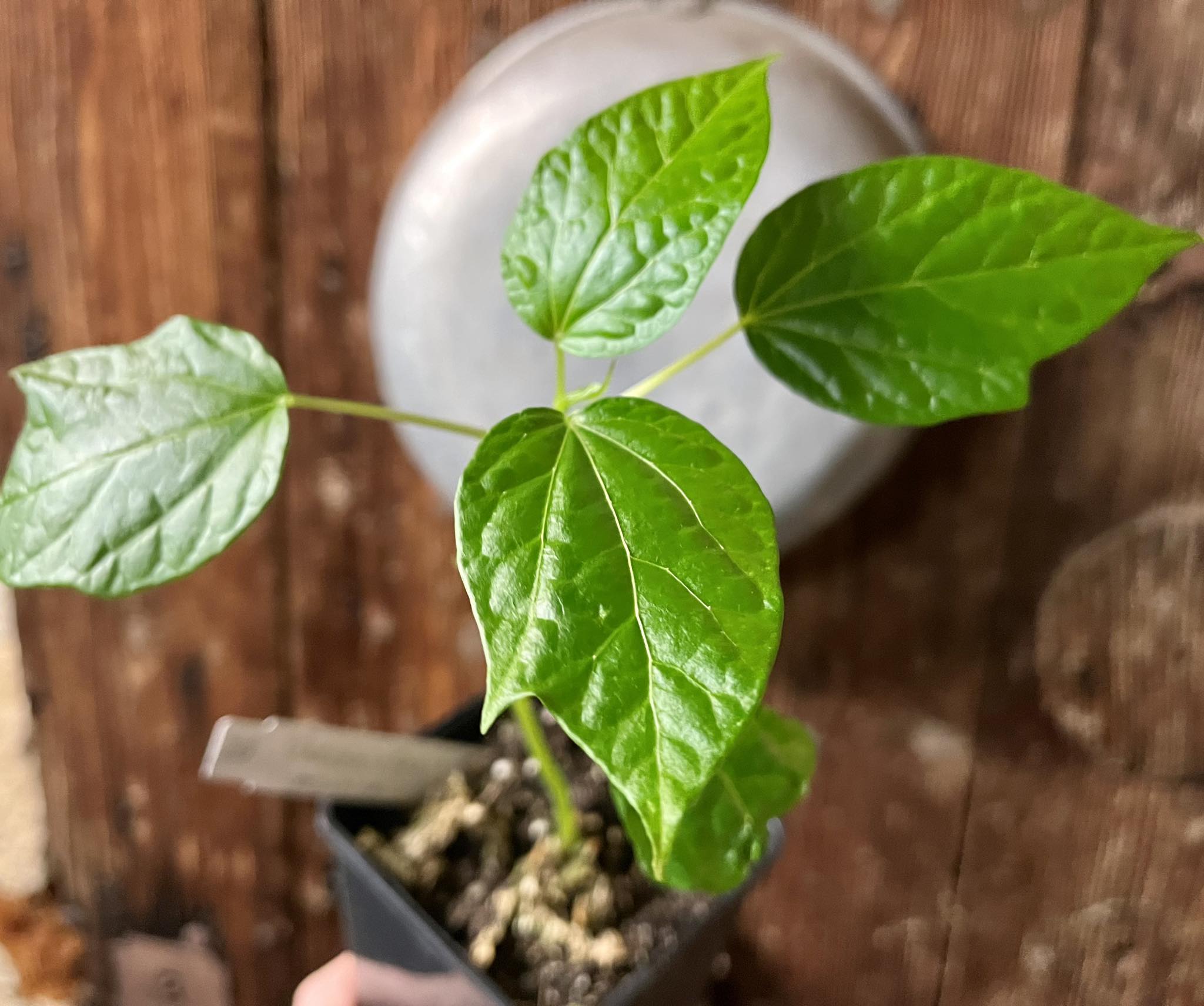 Vasconcellea monoica