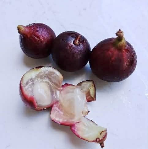 Pre Order - Plinia sp UNA justino -  1 fresh seed / 1 frischer Samen