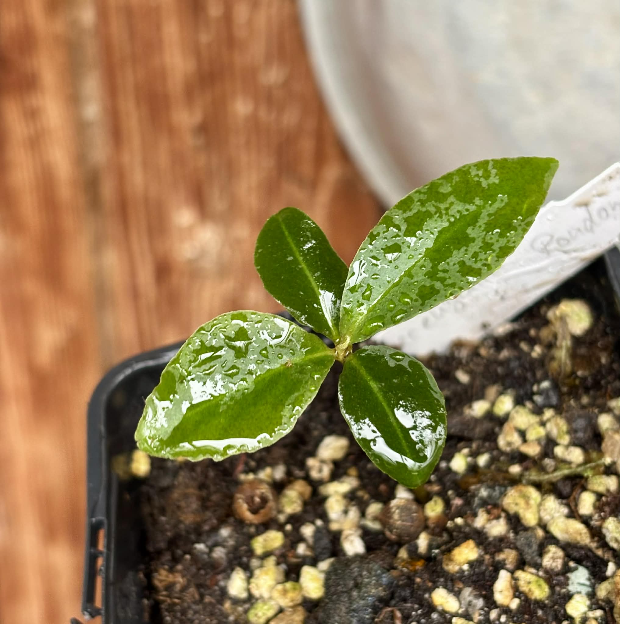 only 1 available - Eugenia sp Azul de Rondonia - 1 potted plant / 1 getopfte Pflanze