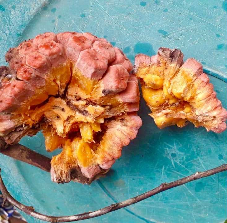 Duguetia marcgraviana  - 1 fresh seed / 1 frischer Samen