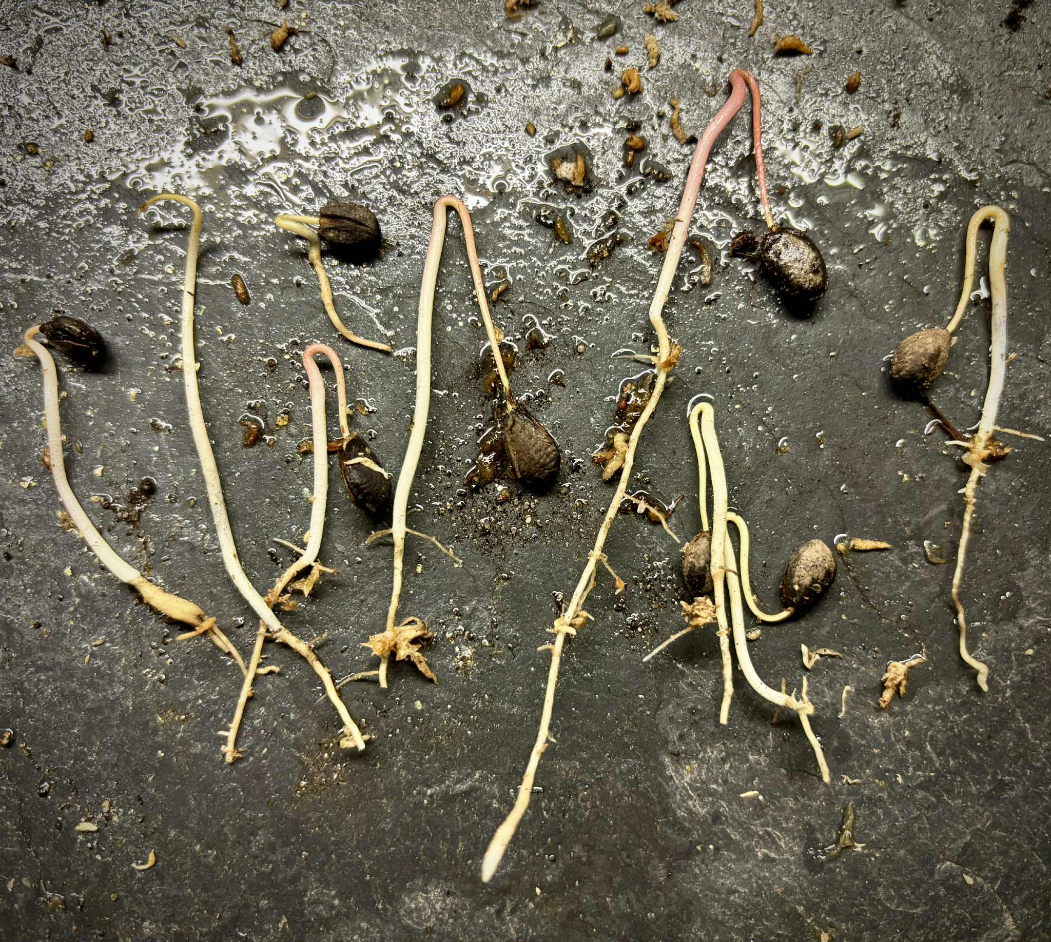 Annona bahiensis - 1 germinated seed / 1 gekeimter Samen