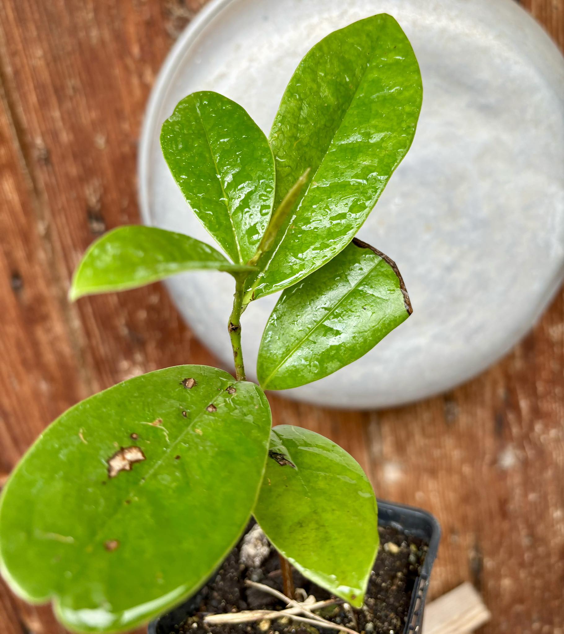 Annona salzmannii - 1 potted plant / 1 getopfte Pflanze
