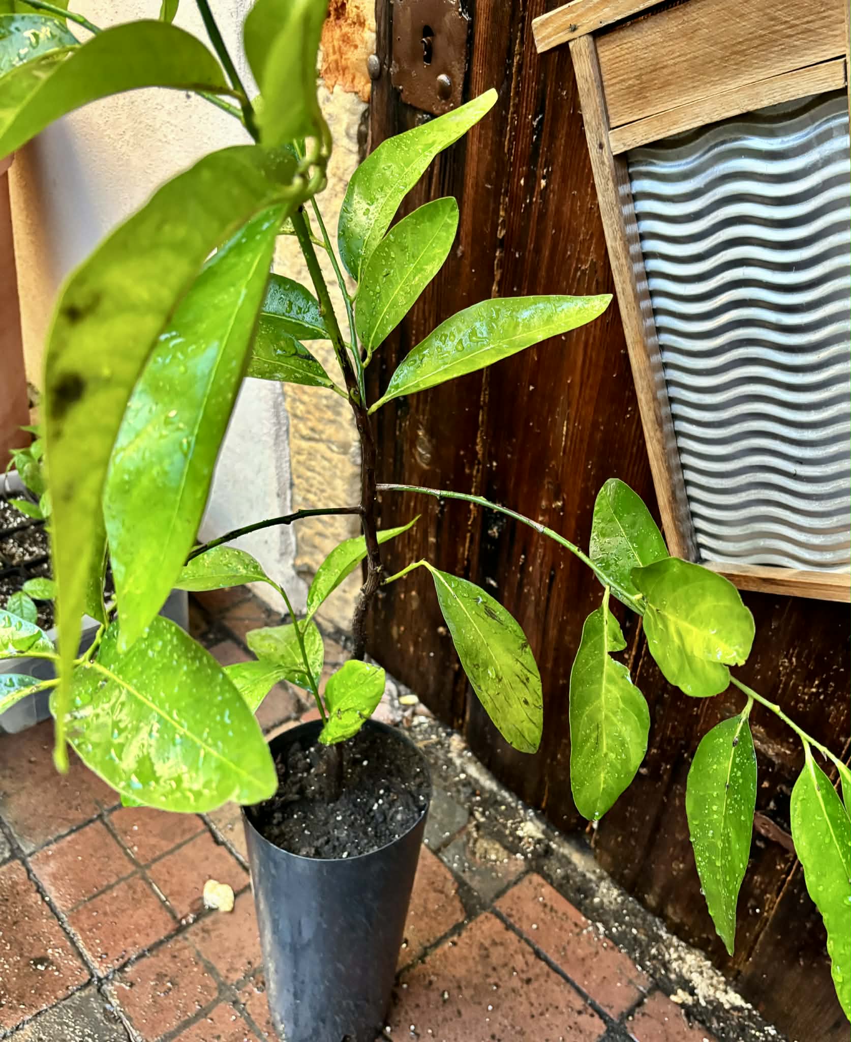 4 years old - Diospyros nigra - Black Sapote Nr. 2 - 1 potted plant / 1 getopfte Pflanze