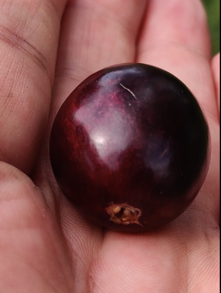 Rainforest Plum (Eugenia candolleana) - 1 fresh seed / 1 frischer Samen