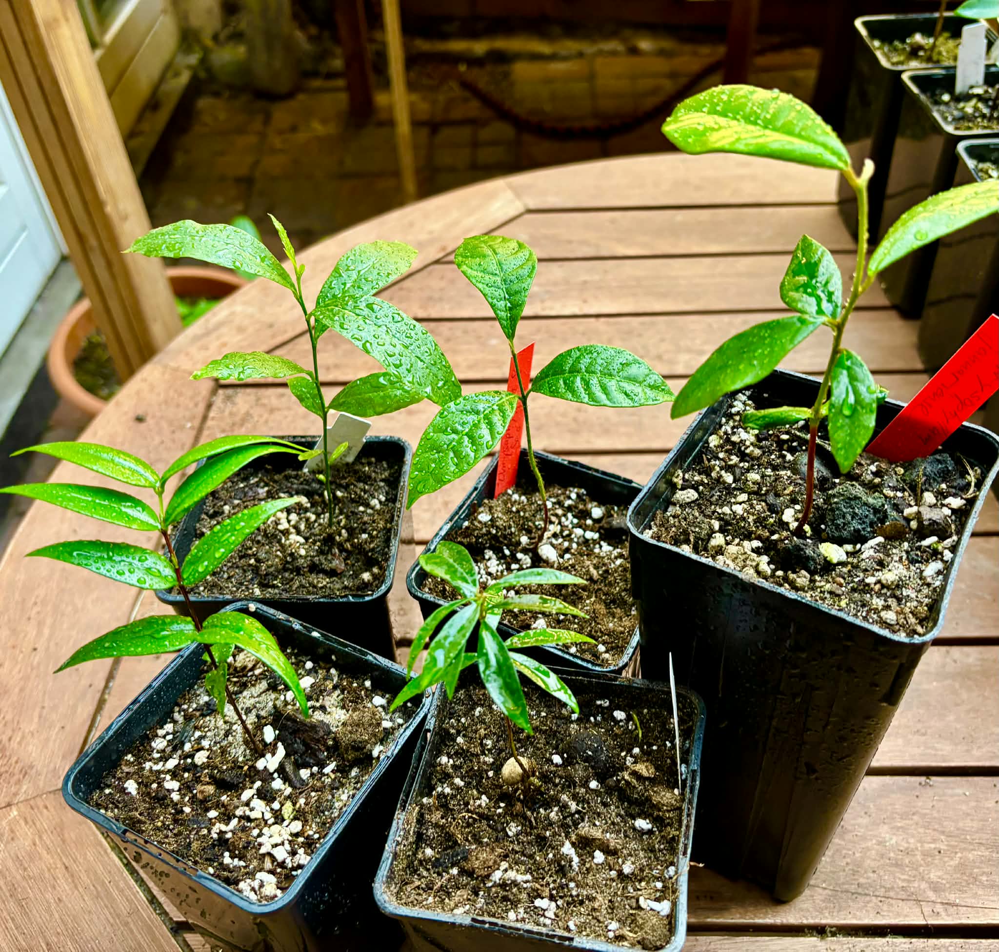 Collection of 5 rare exotic fruit plants -  5 different potted plants / 5 verschiedene, getopfte Pflanzen