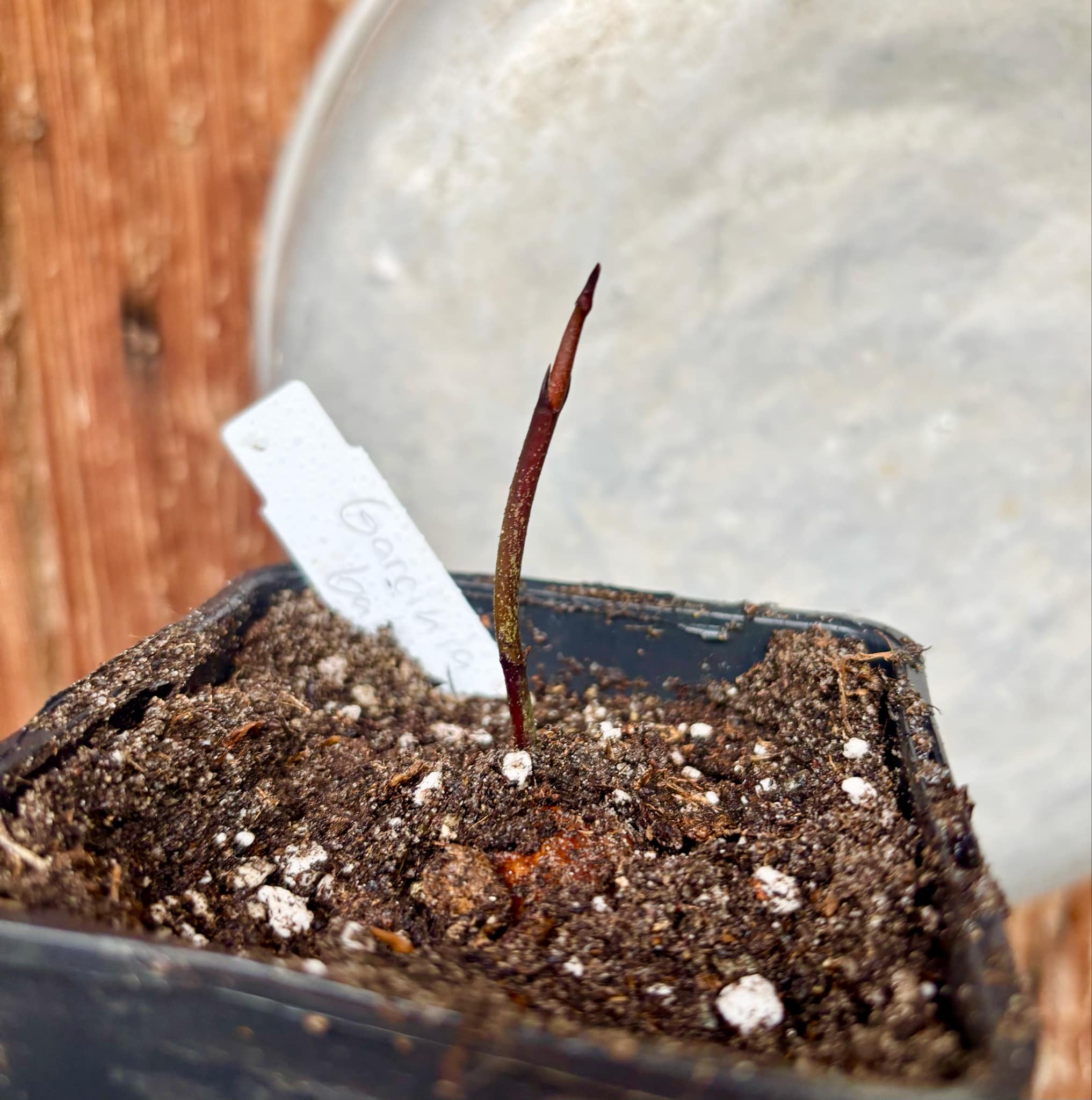 Garcinia bahiensis - 1 small potted seedling / 1 kleiner, getopfter Sämling