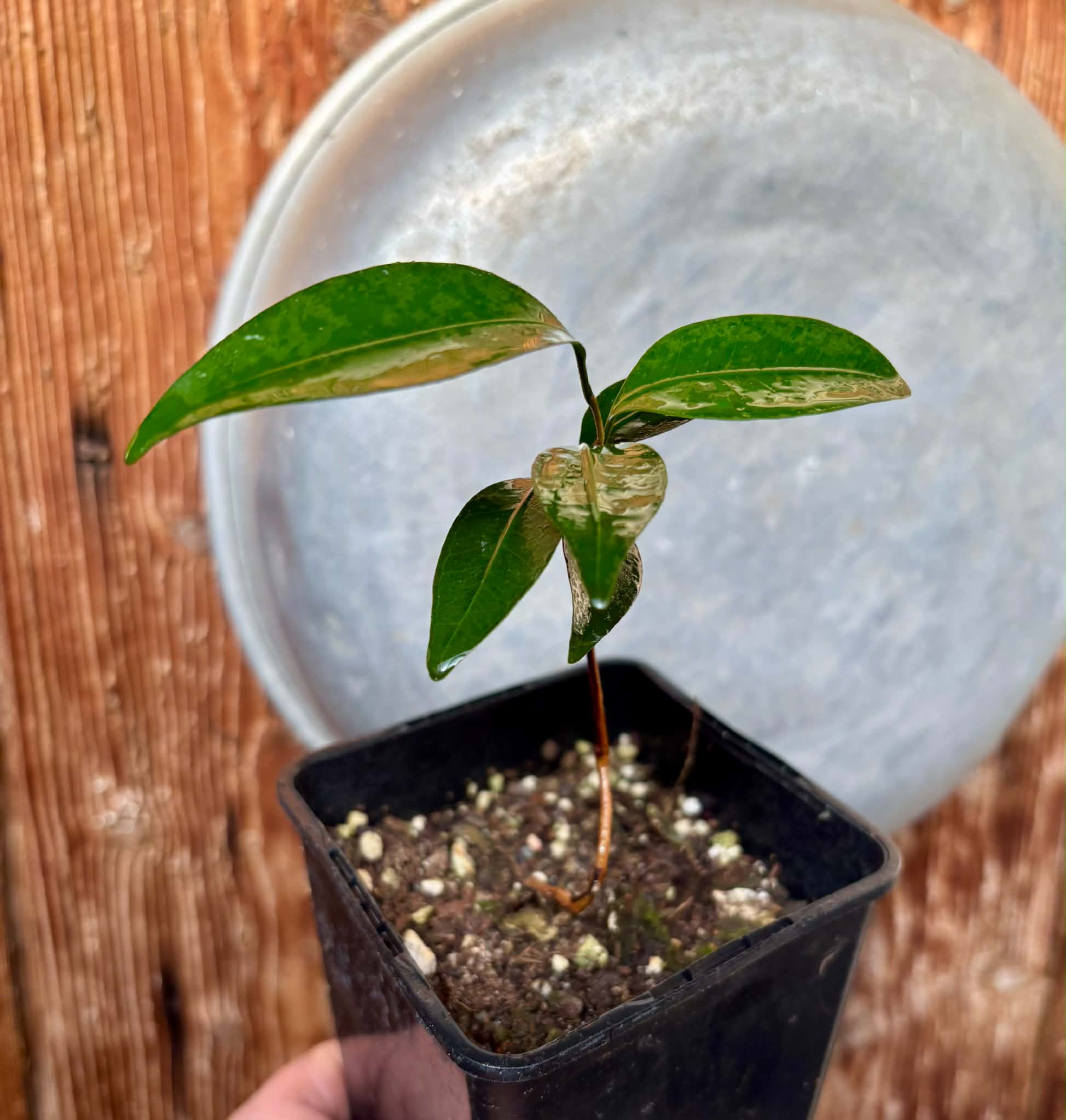 Eugenia sp Amarela Redonda - 1 potted seedling / 1 getopfter Sämling